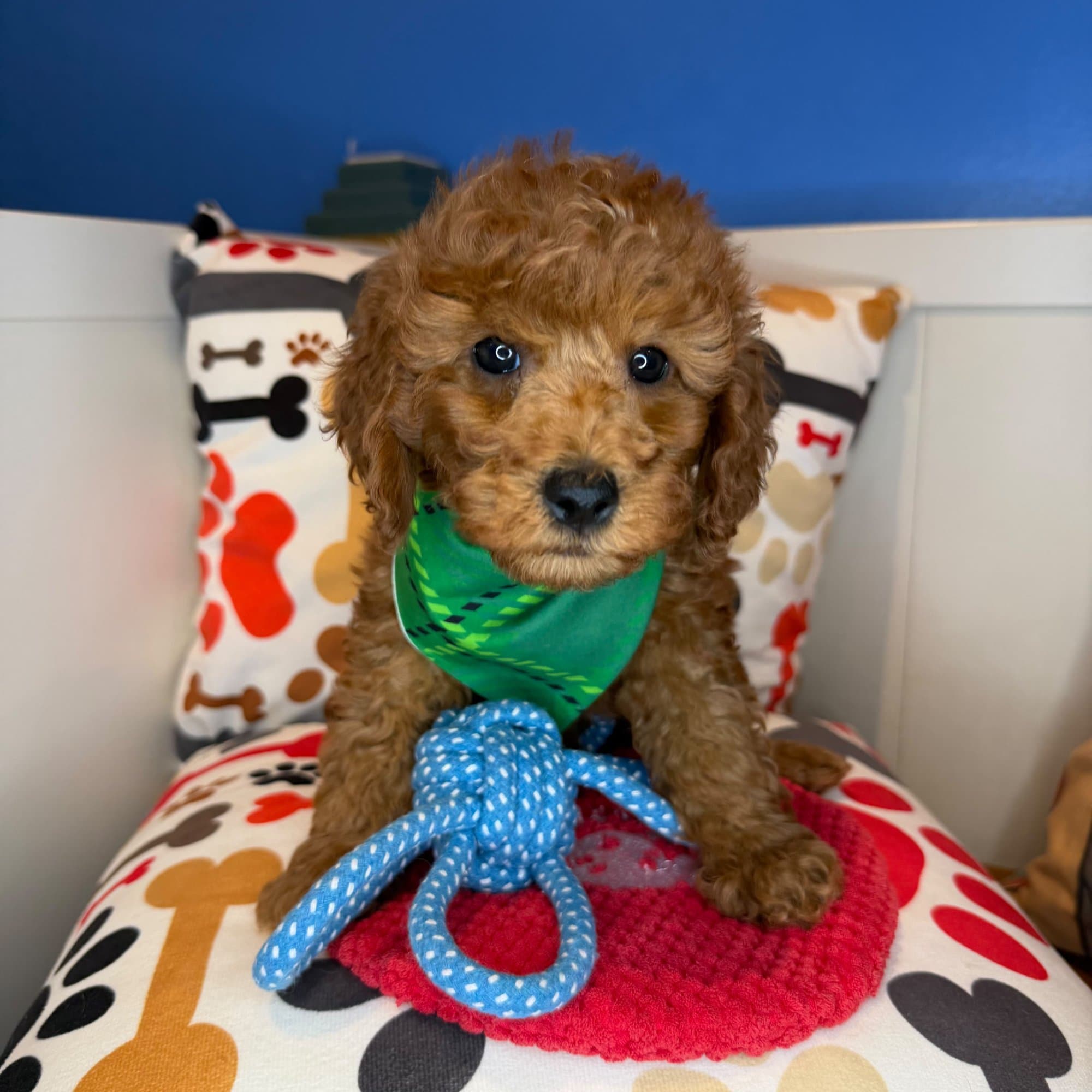 Zag, Poodle puppy