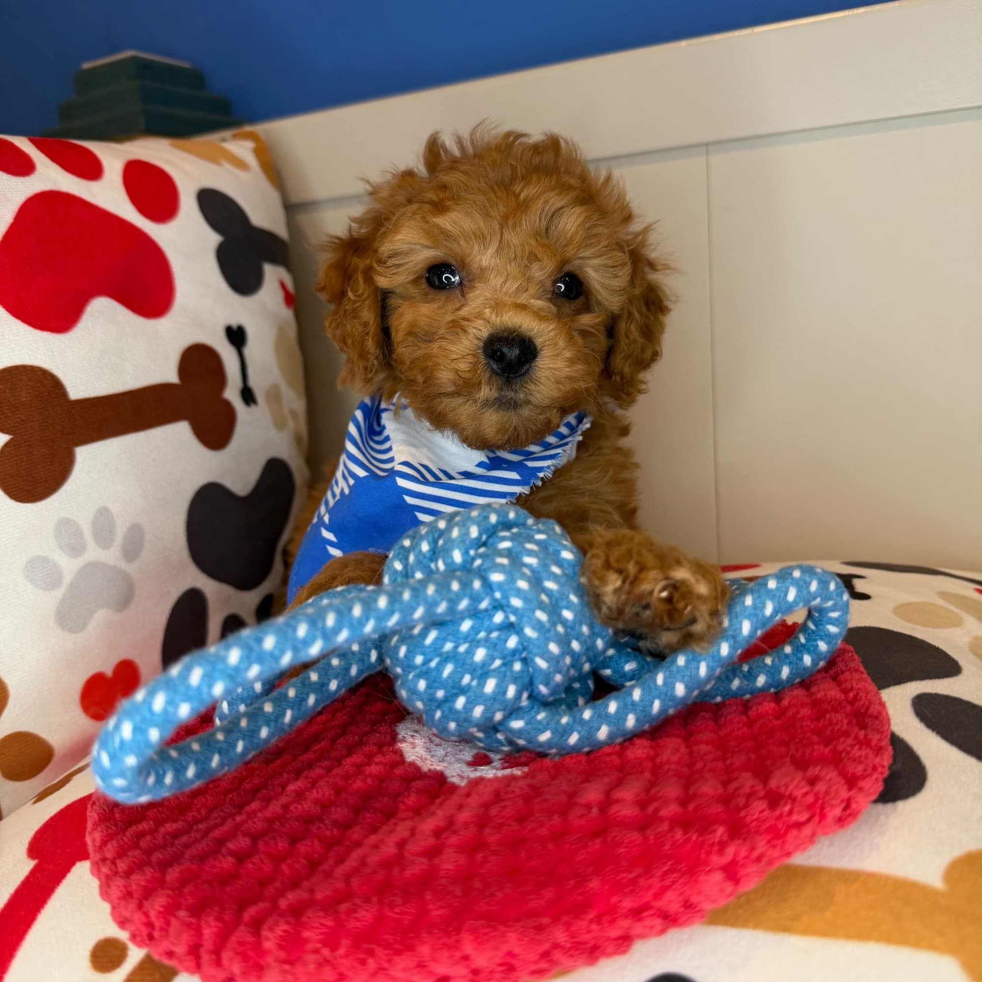 Orin, Poodle puppy