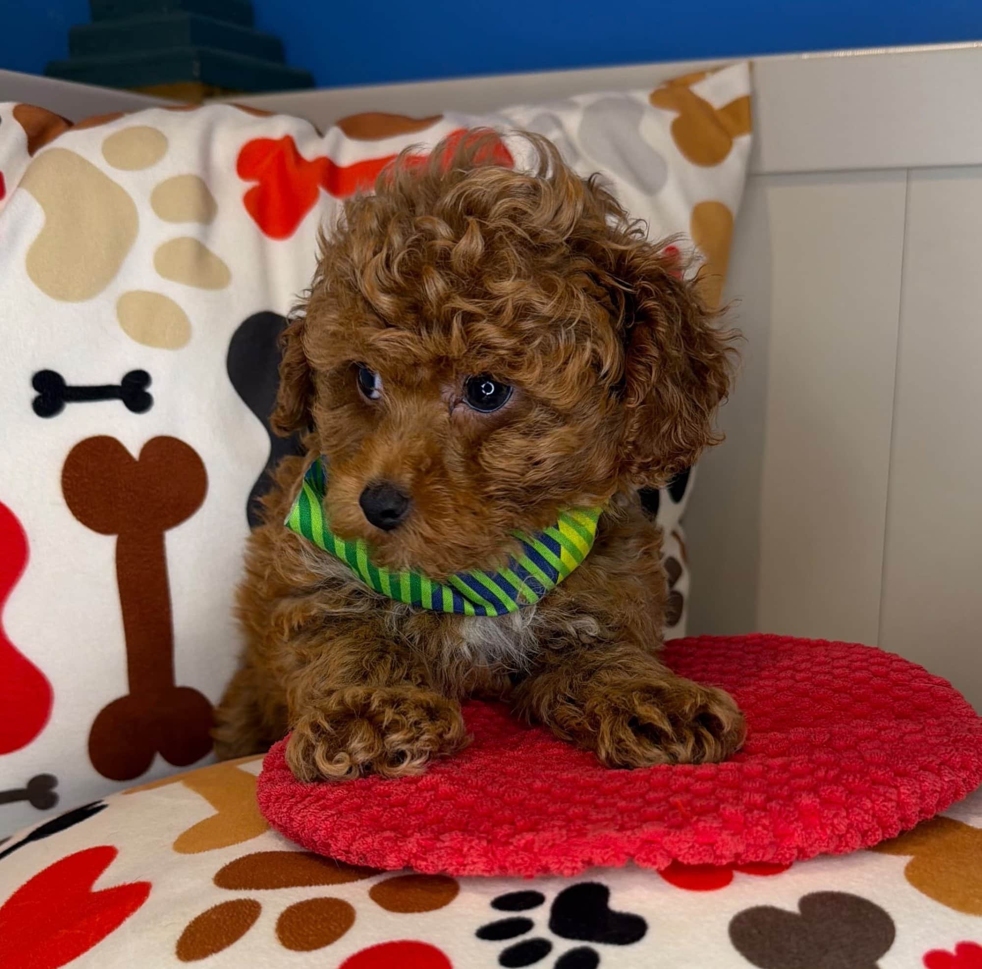 Owen, Poodle puppy
