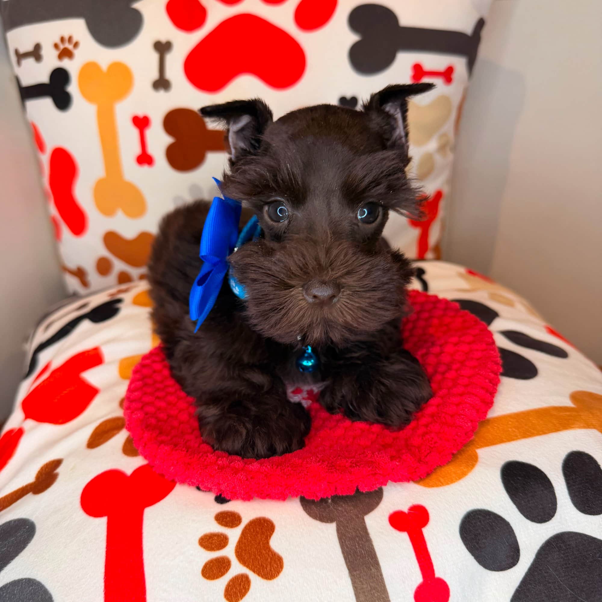 Kailey, Schnauzer puppy