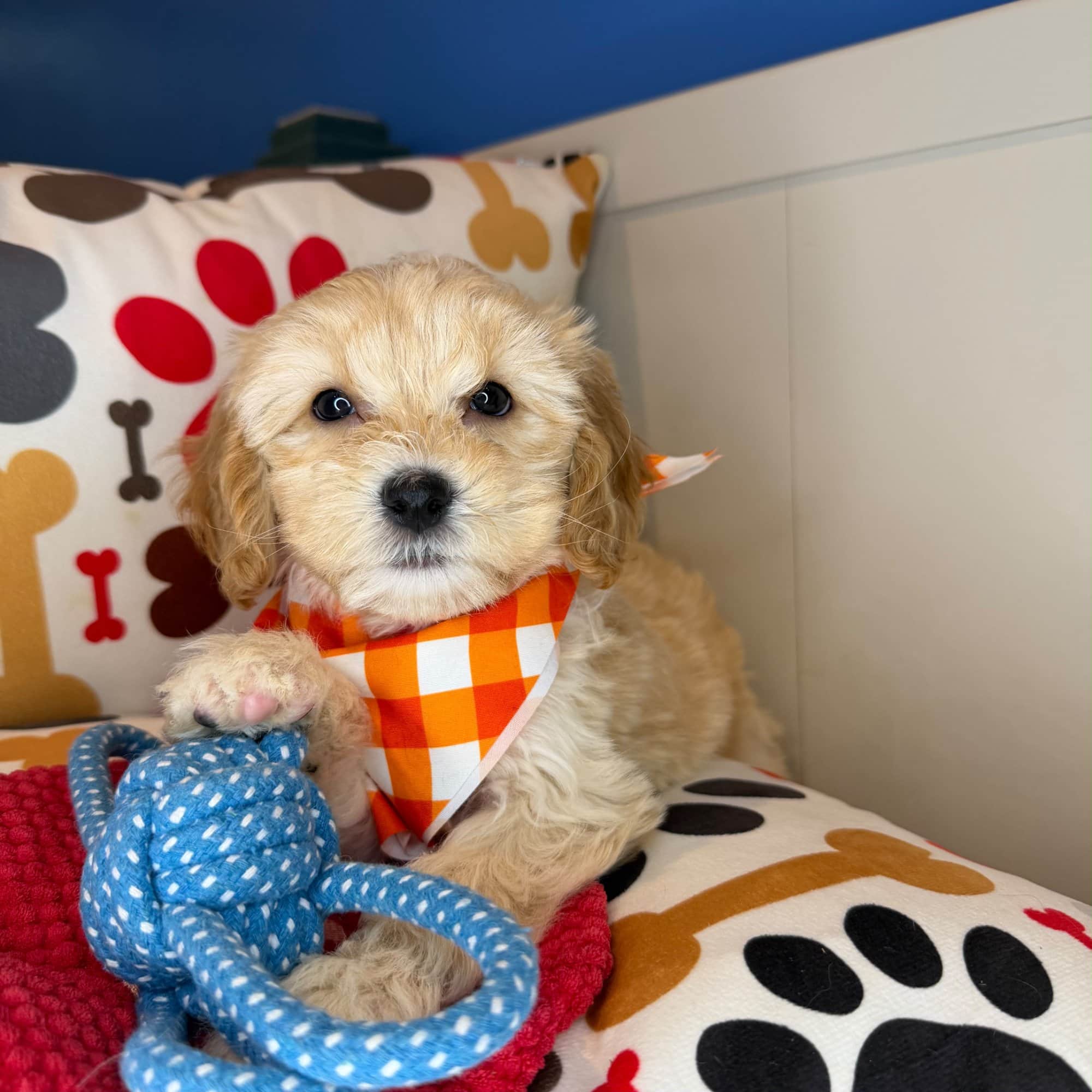 Jogger, Shihpoo puppy