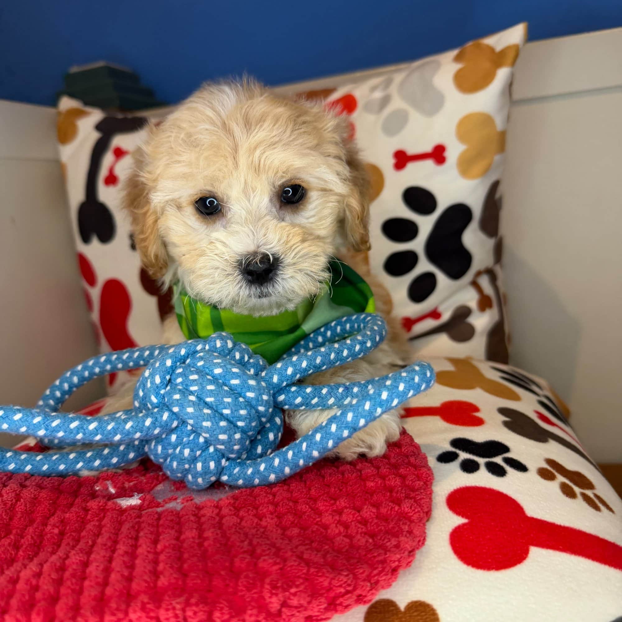 Bashful, Shihpoo puppy