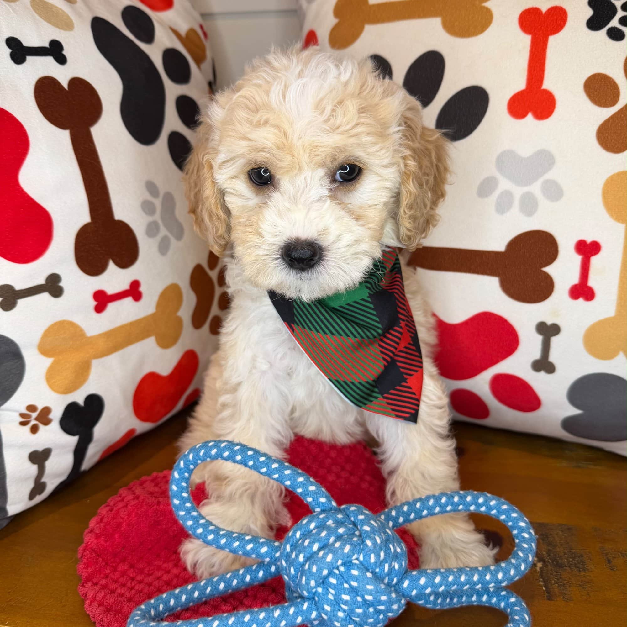 Oranjemund, Shihpoo puppy