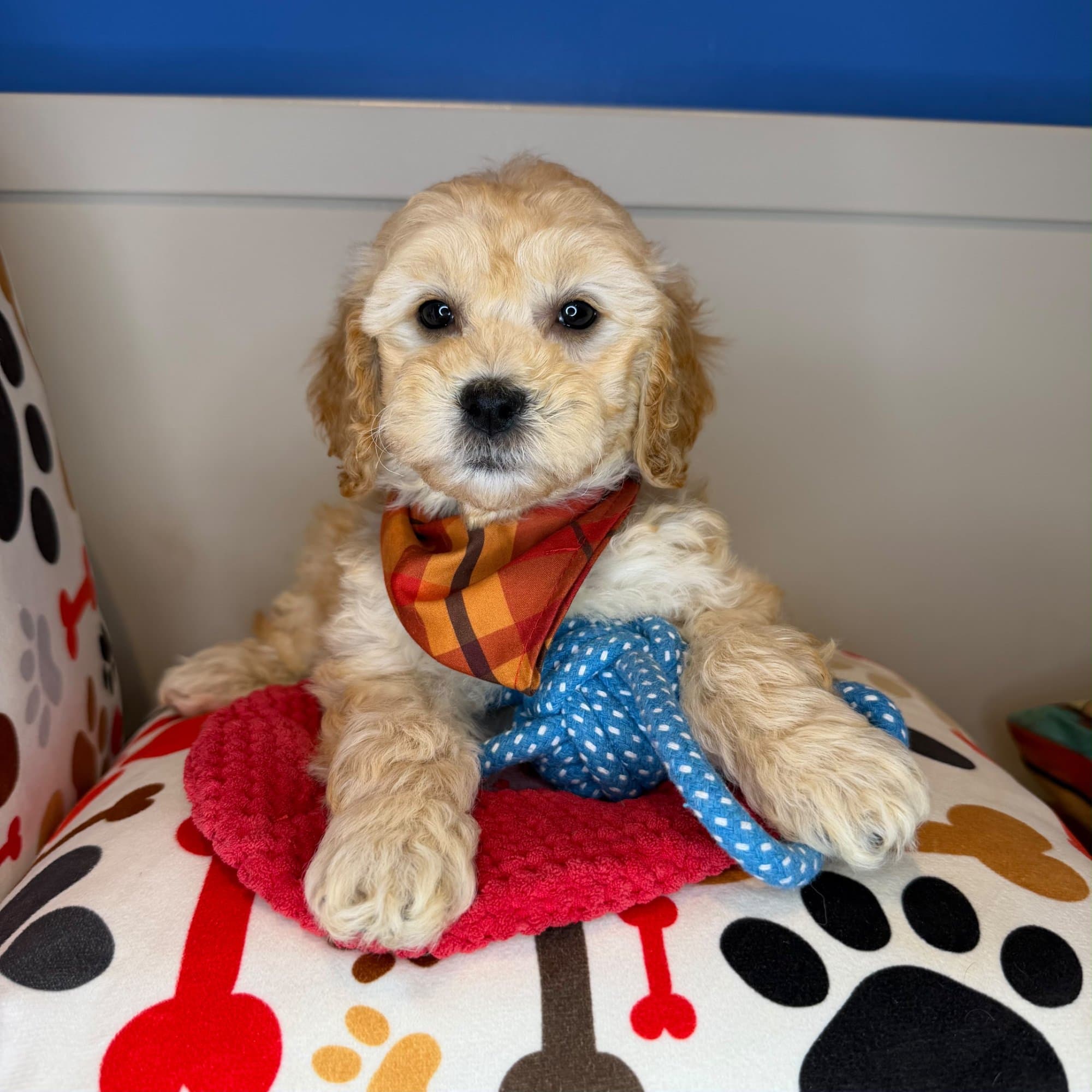 Toby, Shihpoo puppy