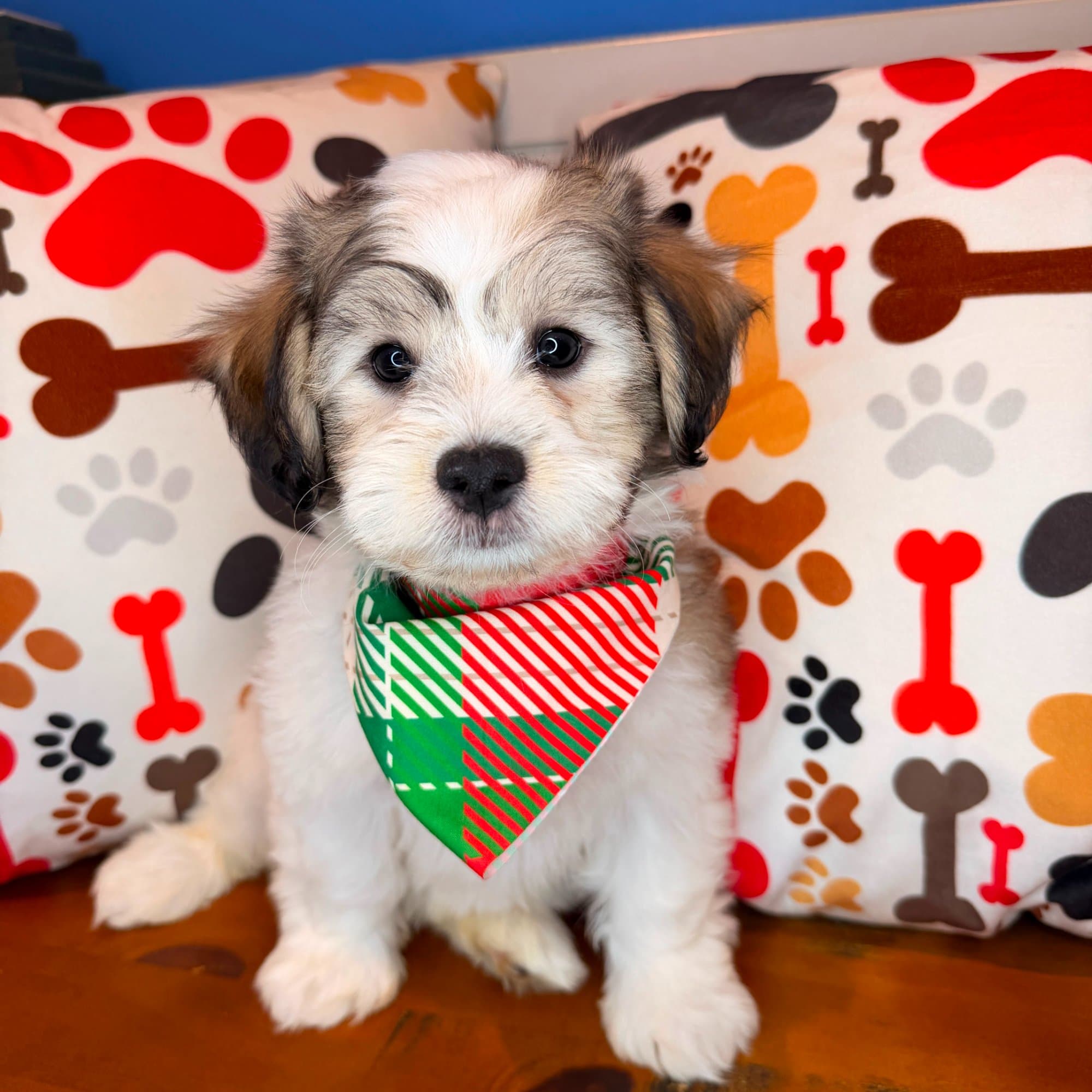 Spark, Teddy Bear puppy