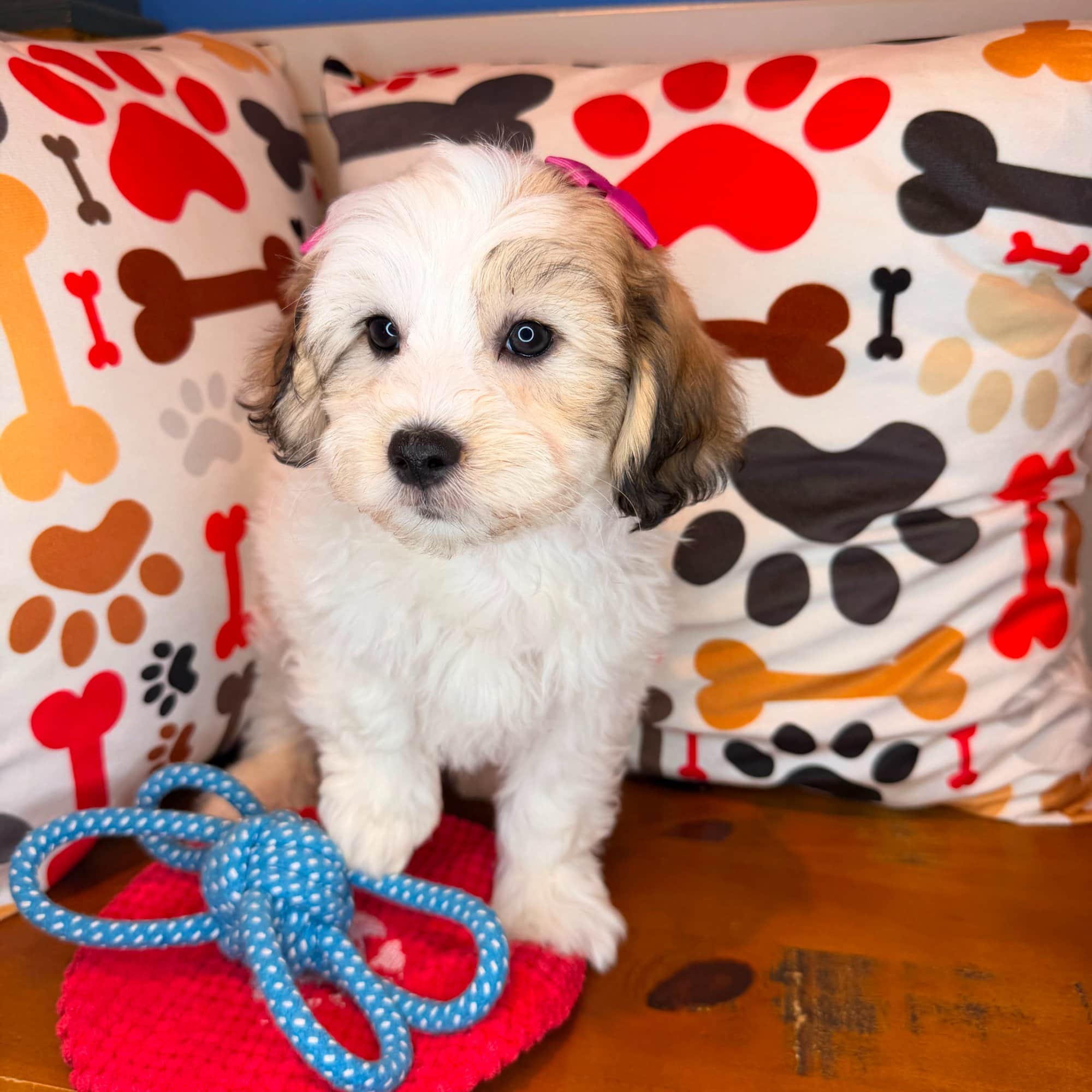 Bonnie, Teddy Bear puppy