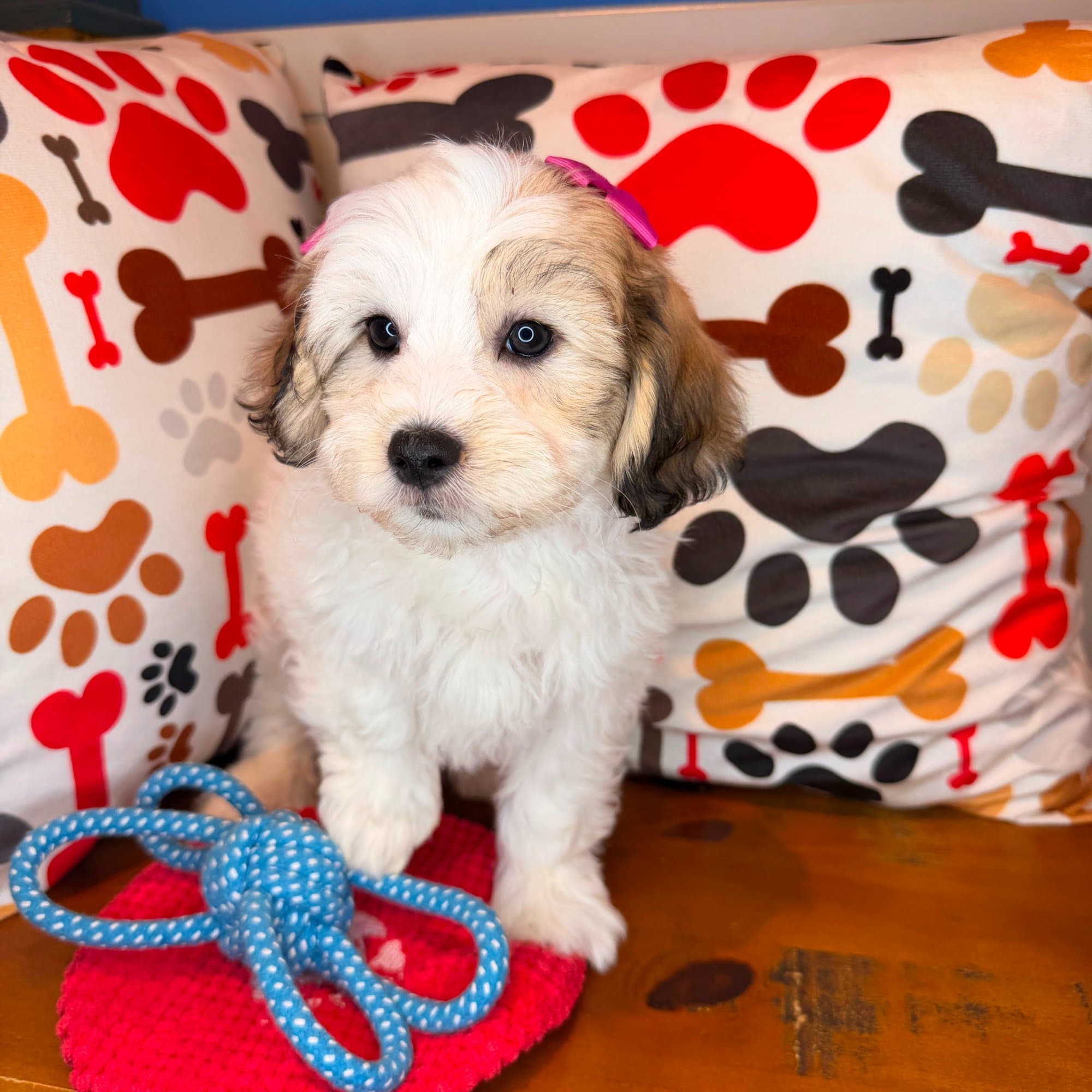 Bonnie, Teddy Bear puppy