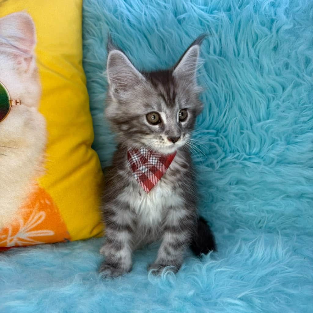 Tofu, Maine Coon puppy