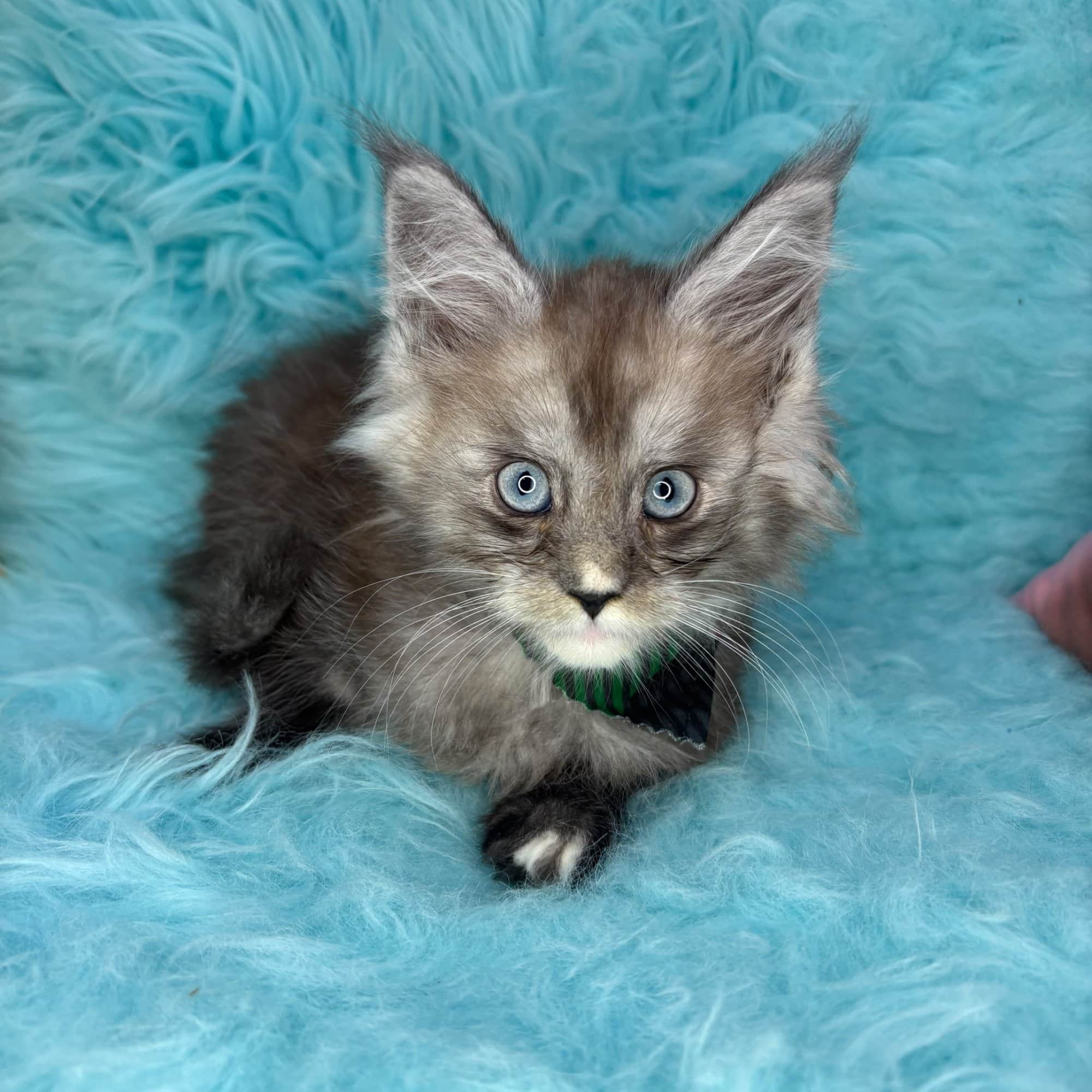 Goldie, Maine Coon puppy