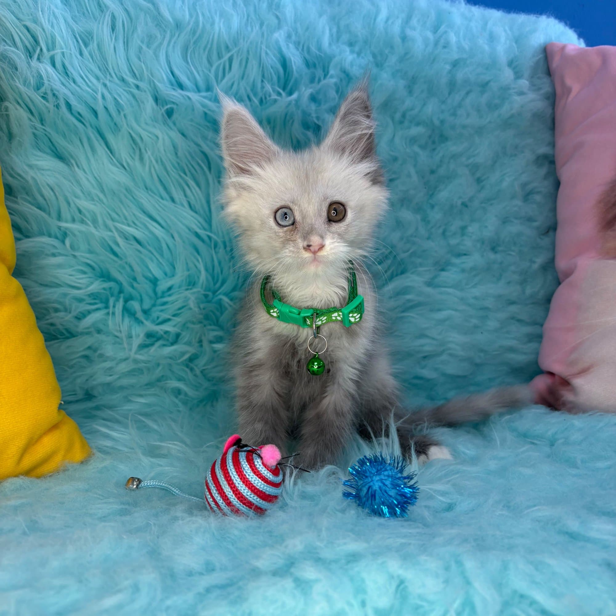Oscar, Maine Coon puppy