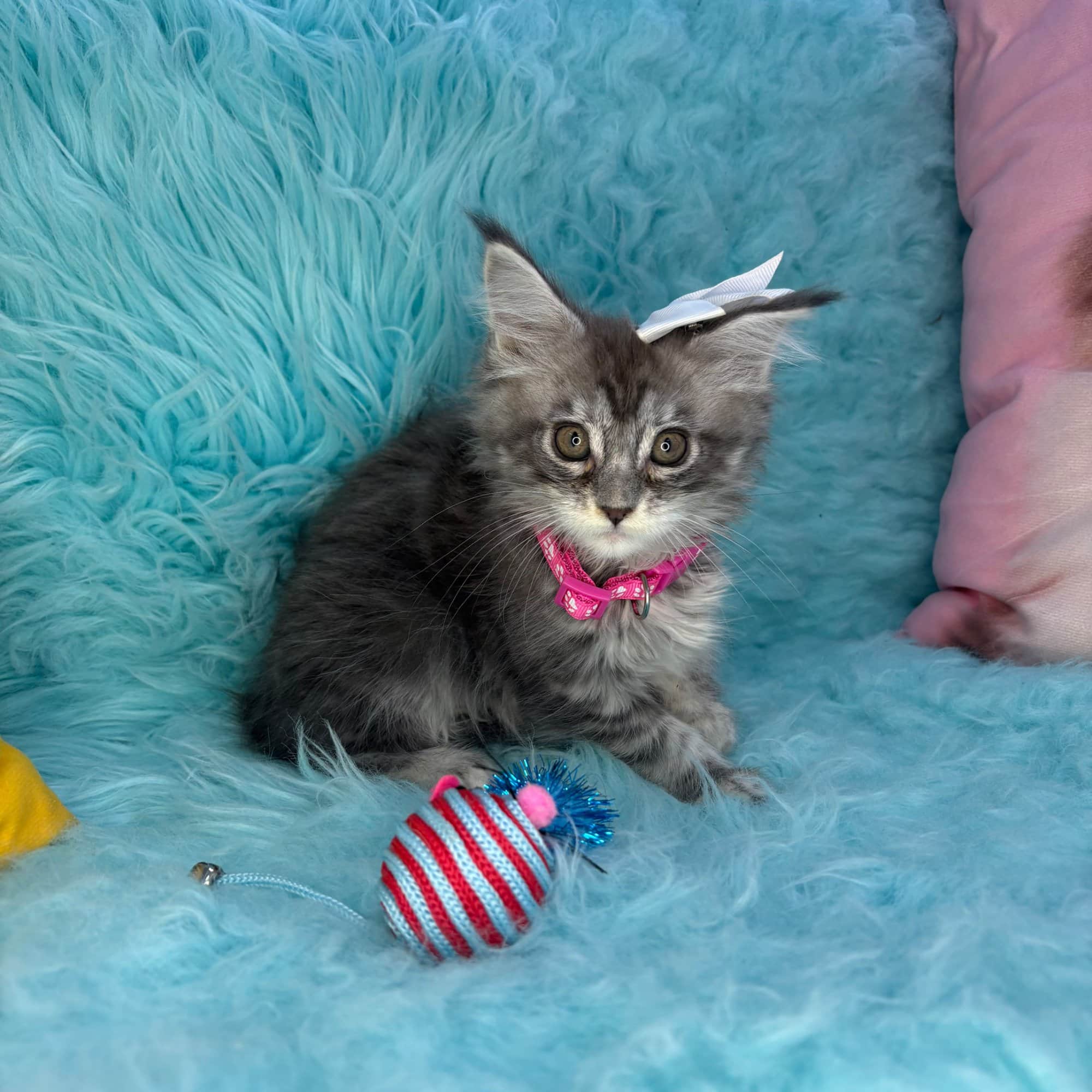 Chloe, Maine Coon puppy