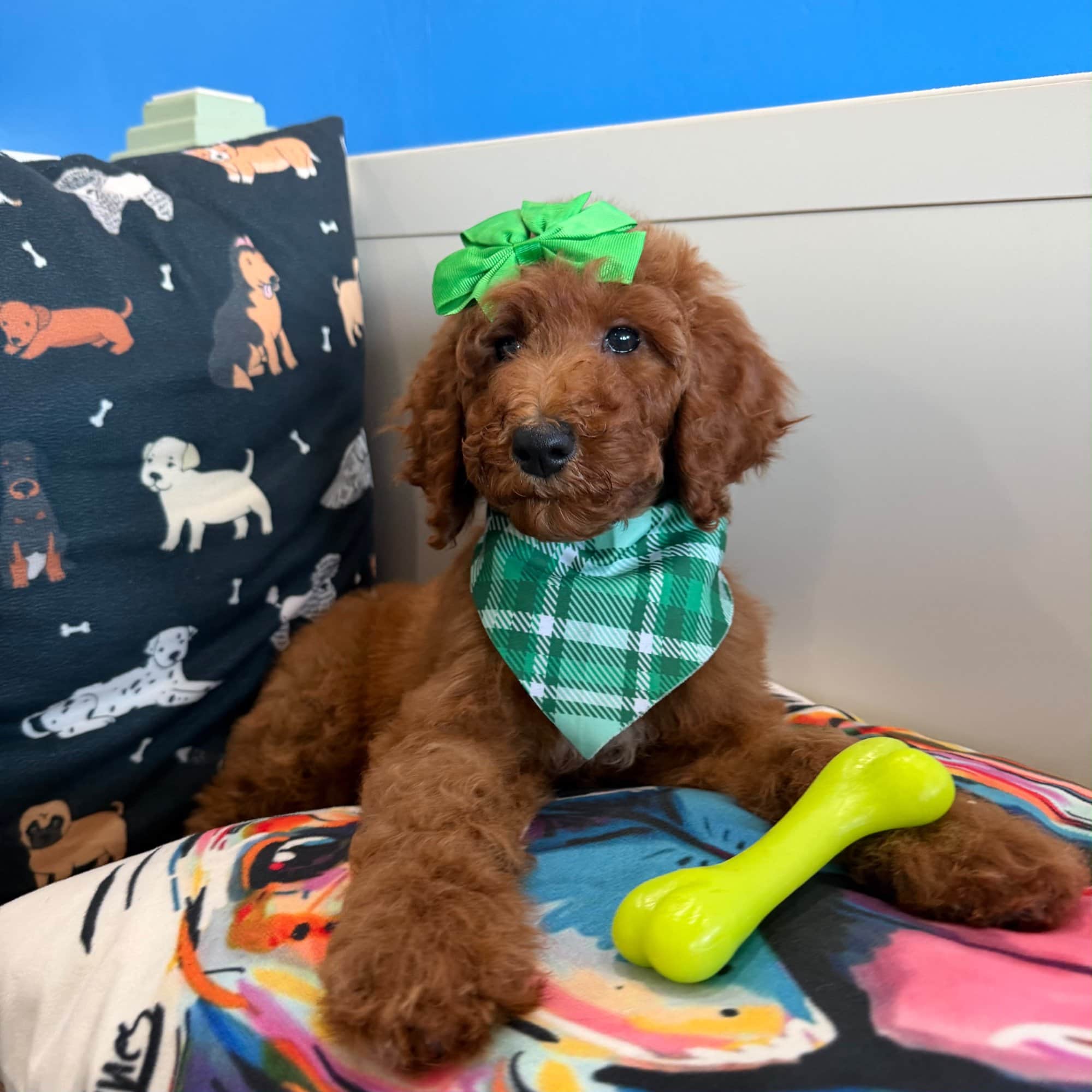 Majest, Poodle puppy
