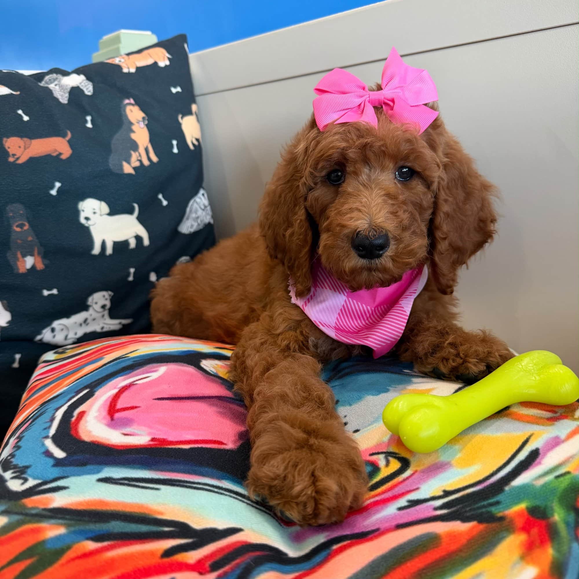 Suri, Poodle puppy