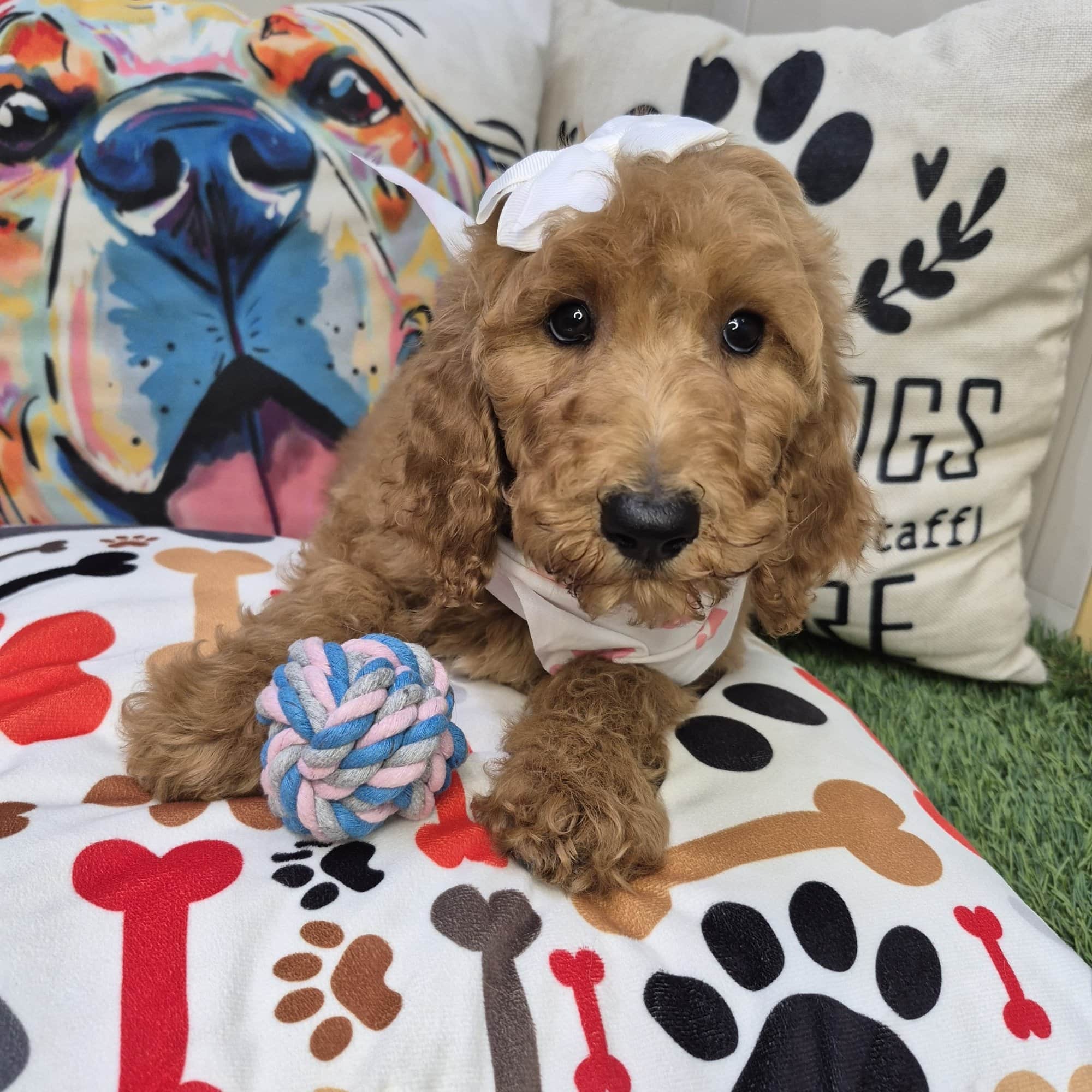 Stella, Poodle puppy