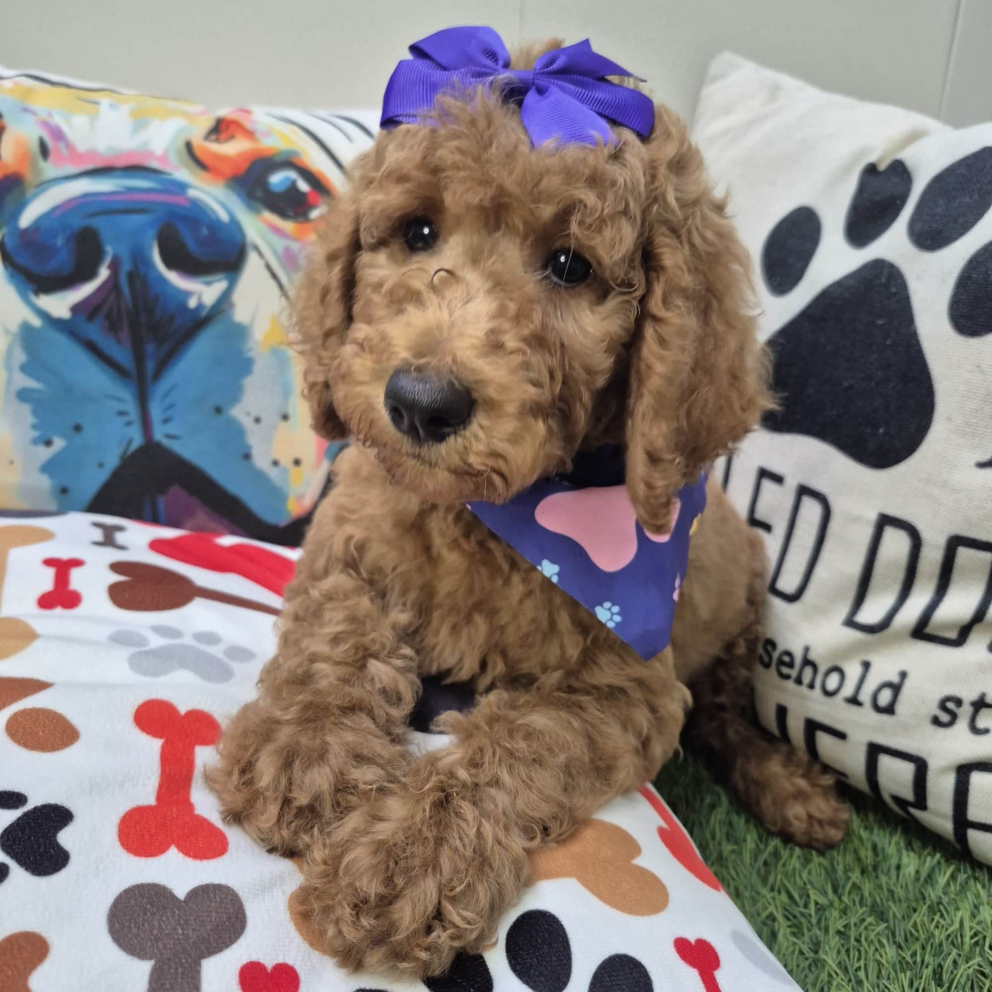 Diary, Poodle puppy