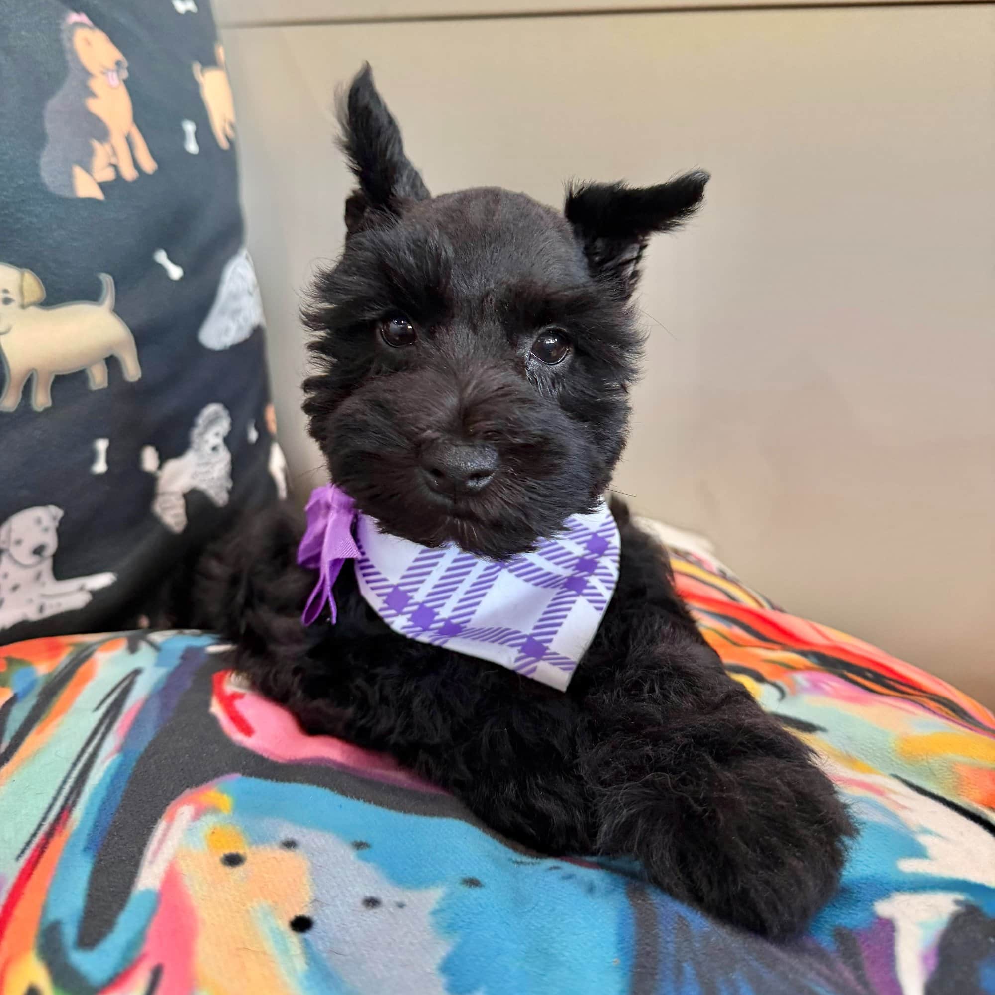 Lottie, Schnauzer puppy