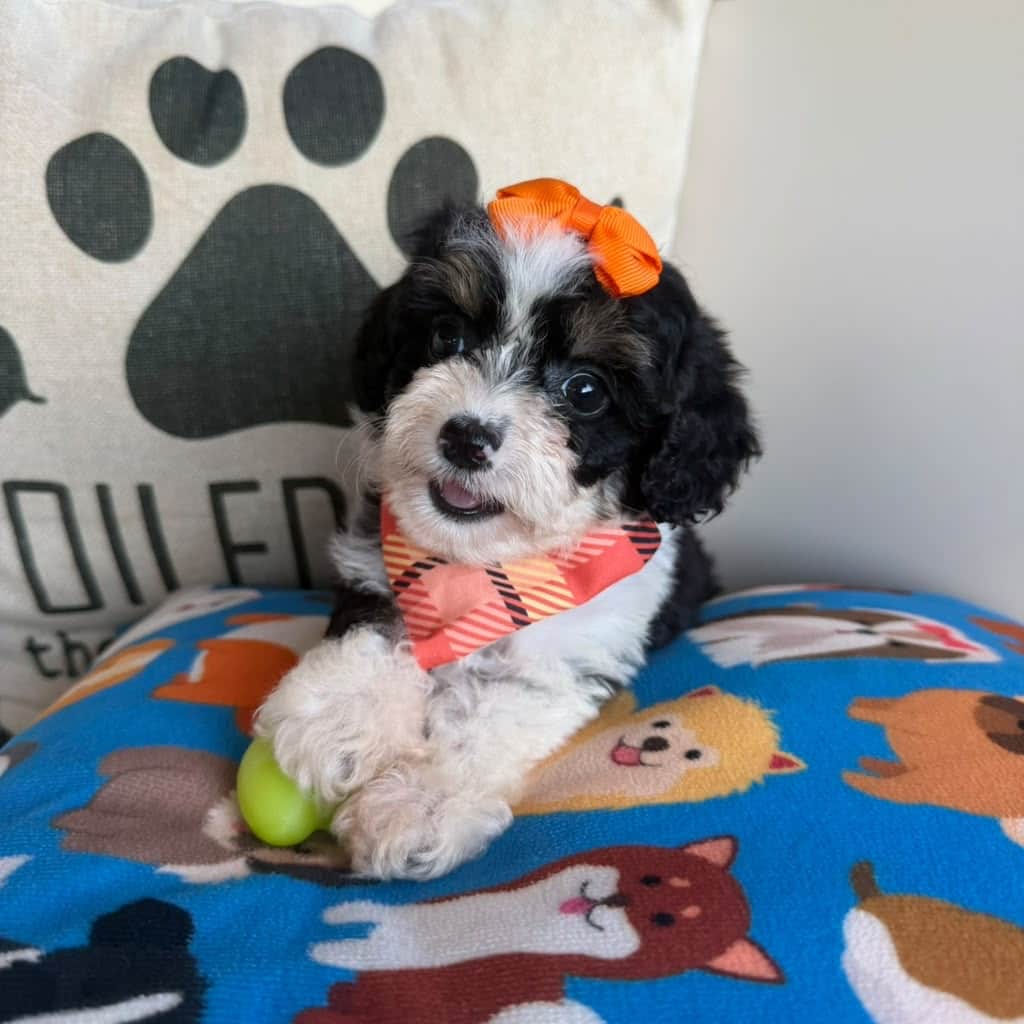 Jamm, Aussiedoodle puppy