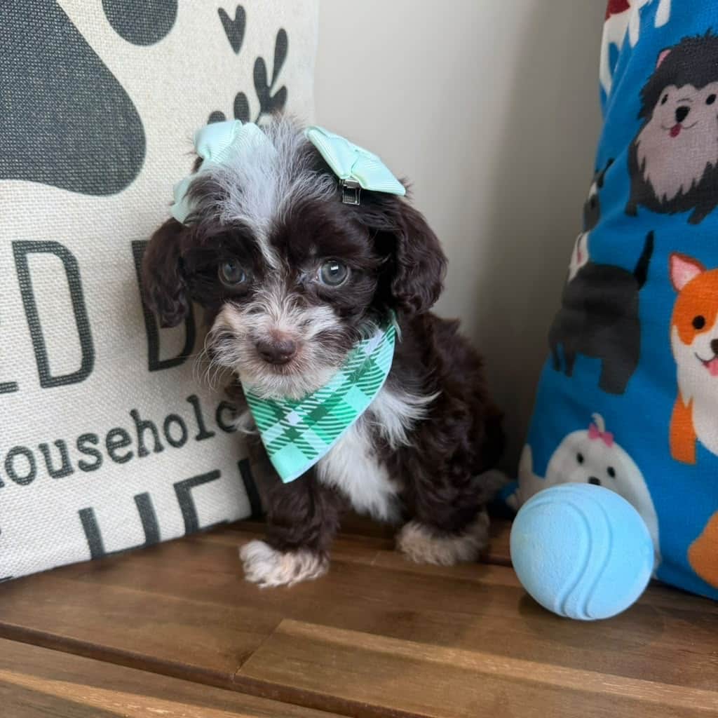 Eowyn, Aussiedoodle puppy