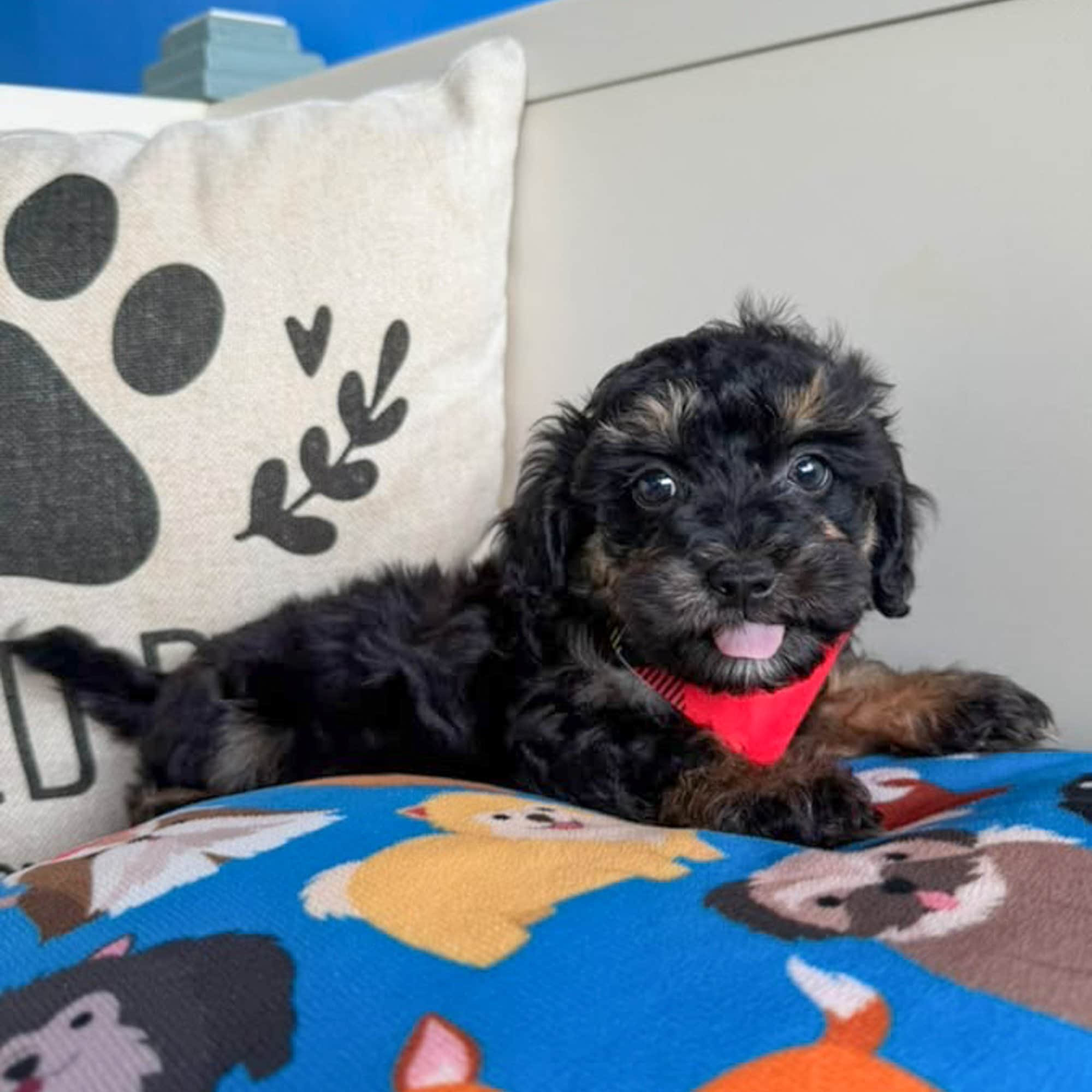 Dasher, Aussiedoodle puppy