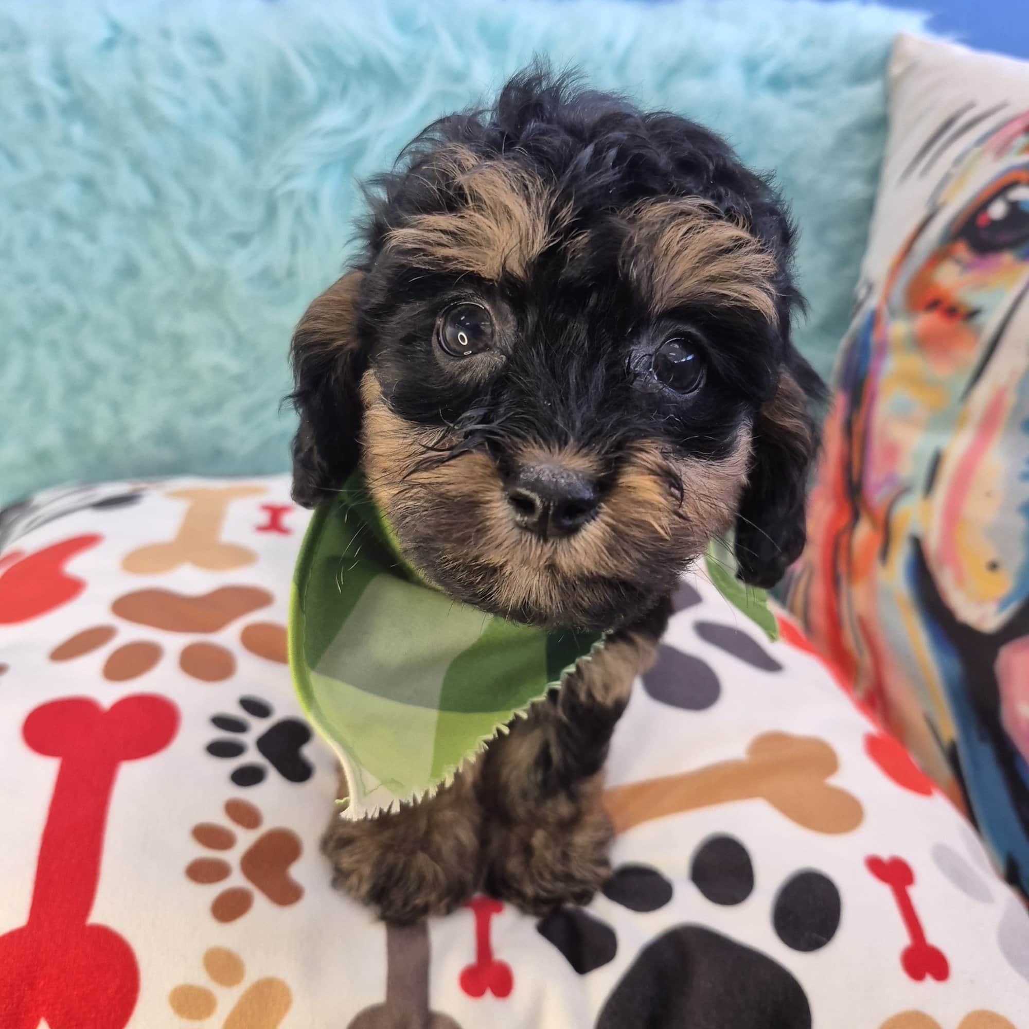 Axel, Aussiedoodle puppy
