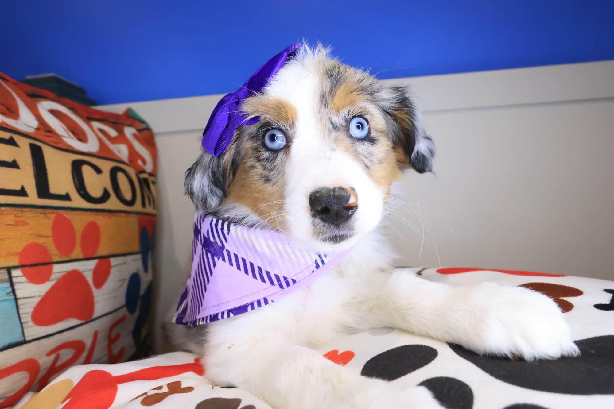 Evvy, Australian Shepherd puppy