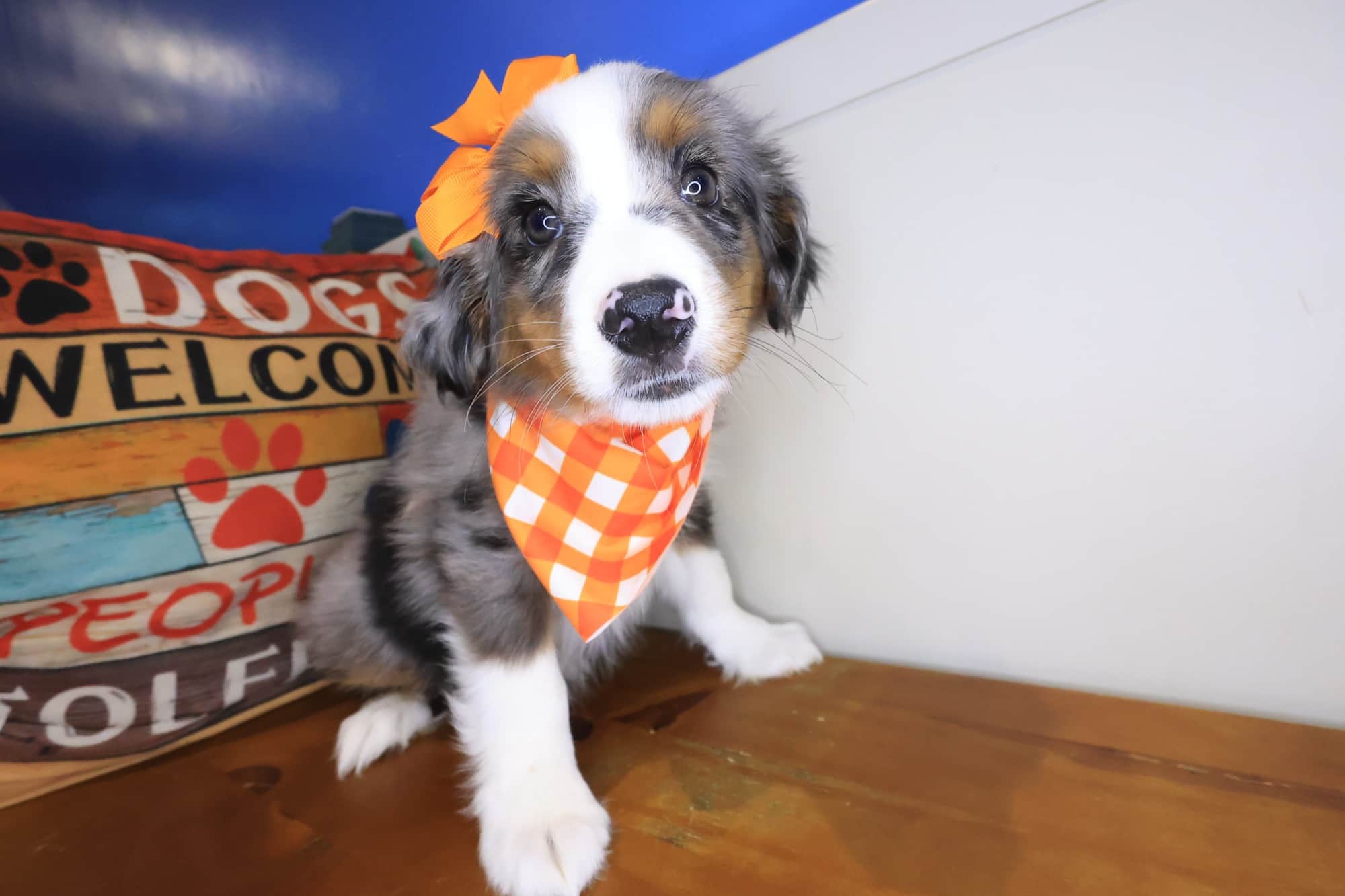 Sage, Australian Shepherd puppy