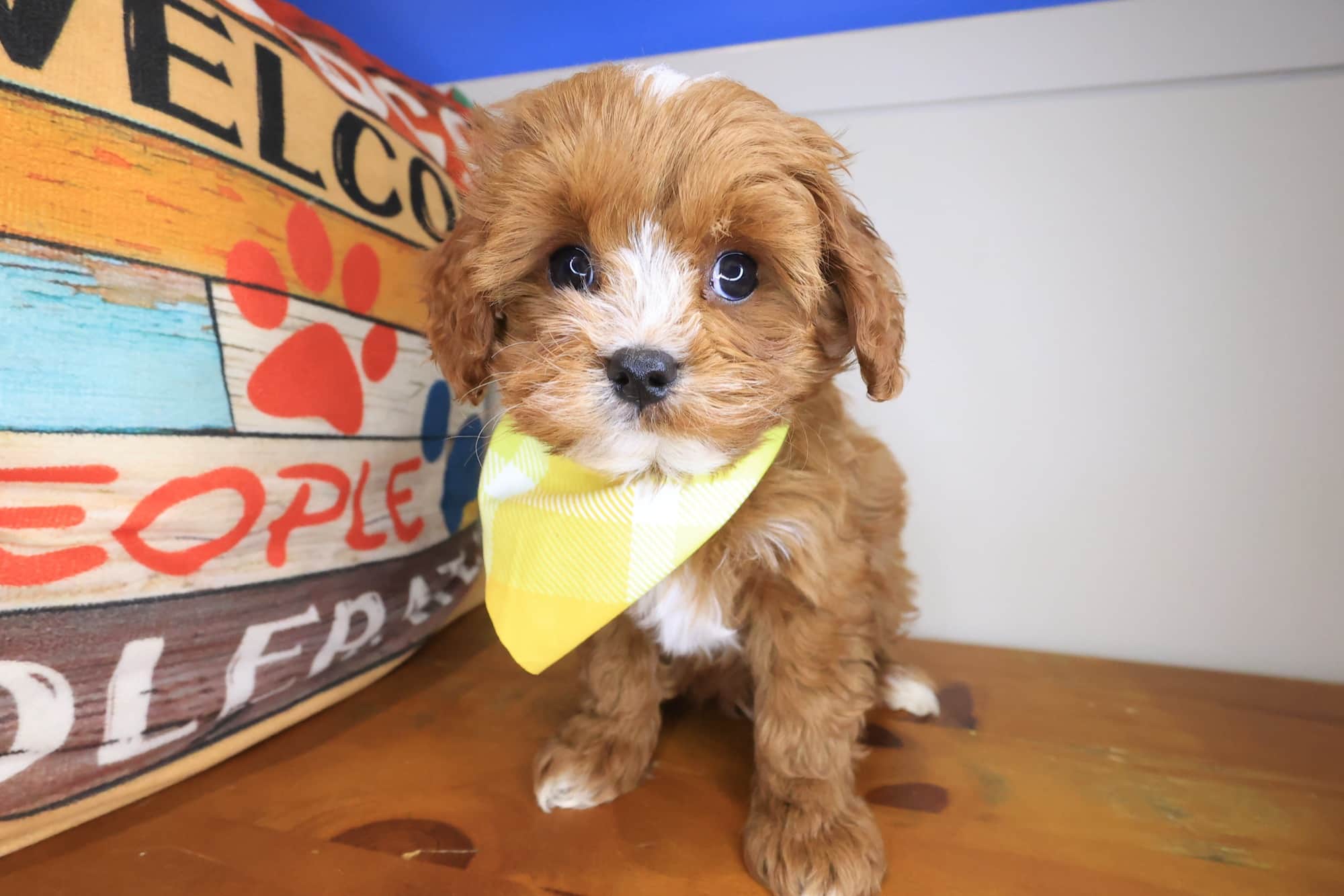 Tonic, Cavapoo puppy