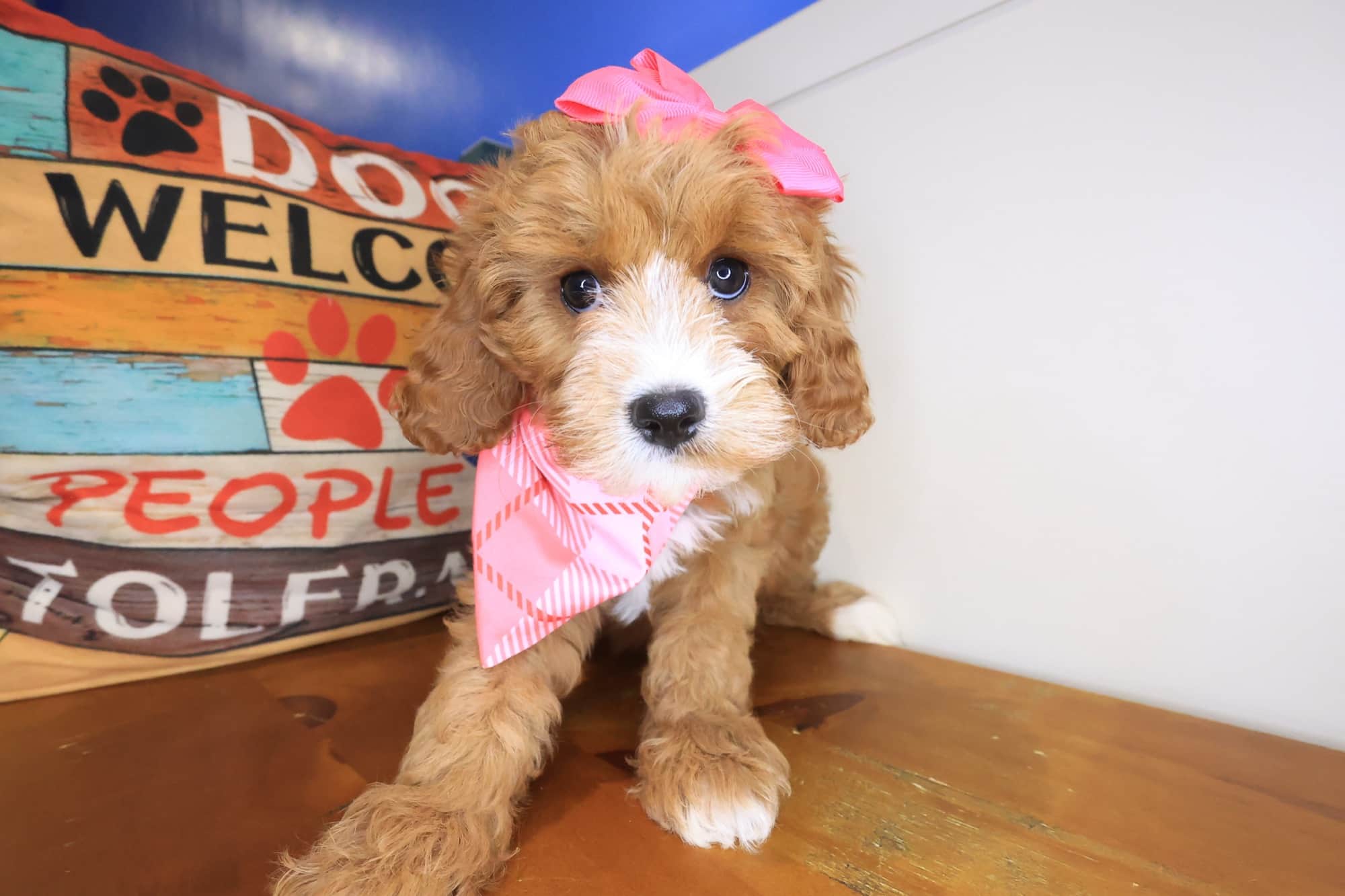 Kitty, Cavapoo puppy