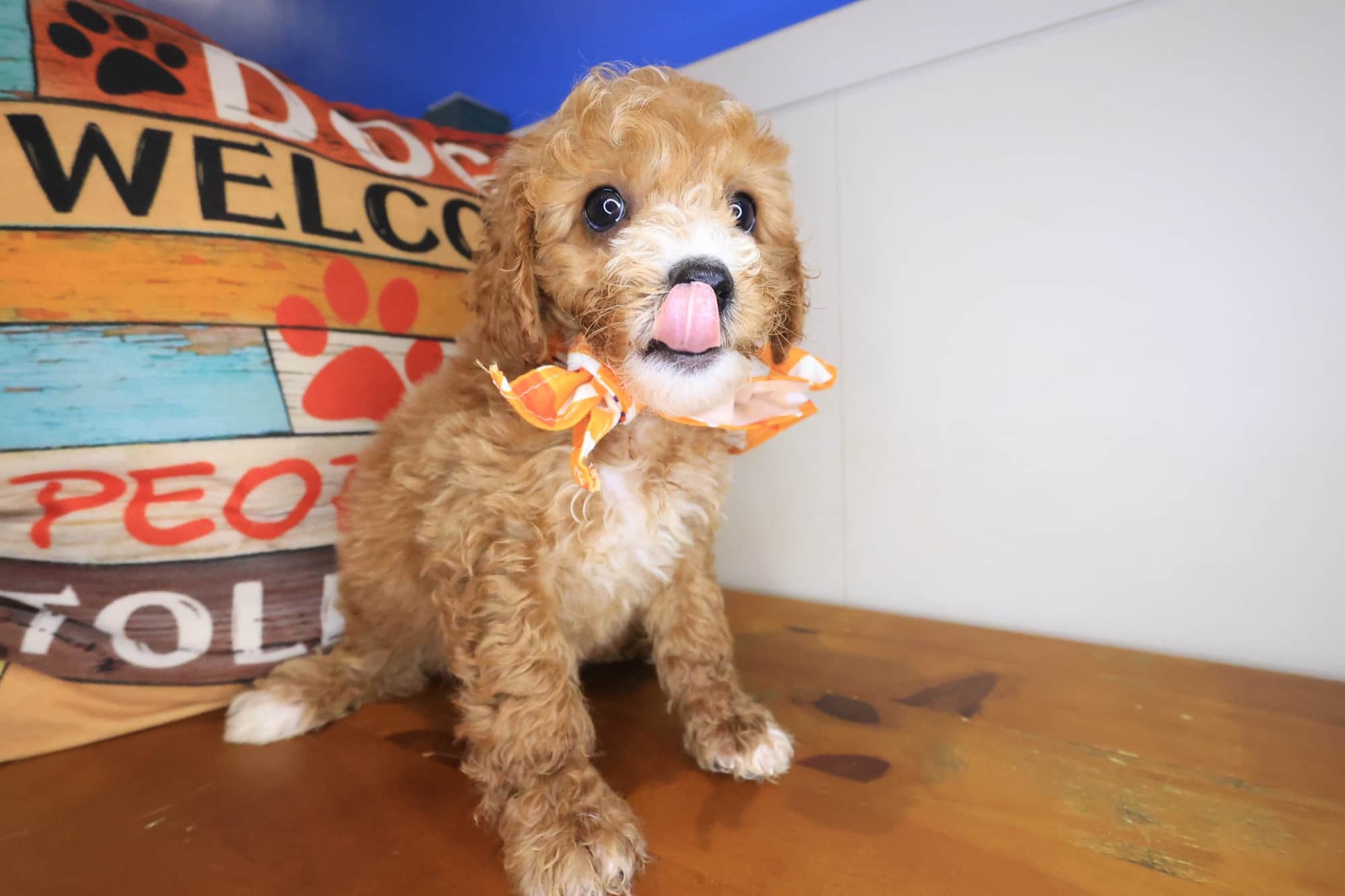 Munch, Cockapoo puppy