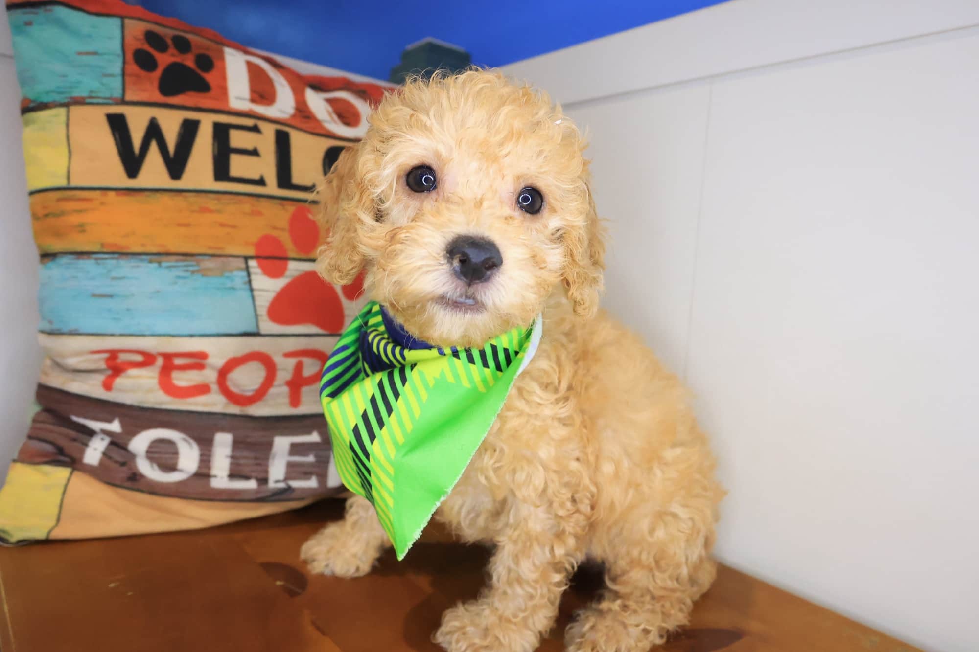 Albert, Cockapoo puppy