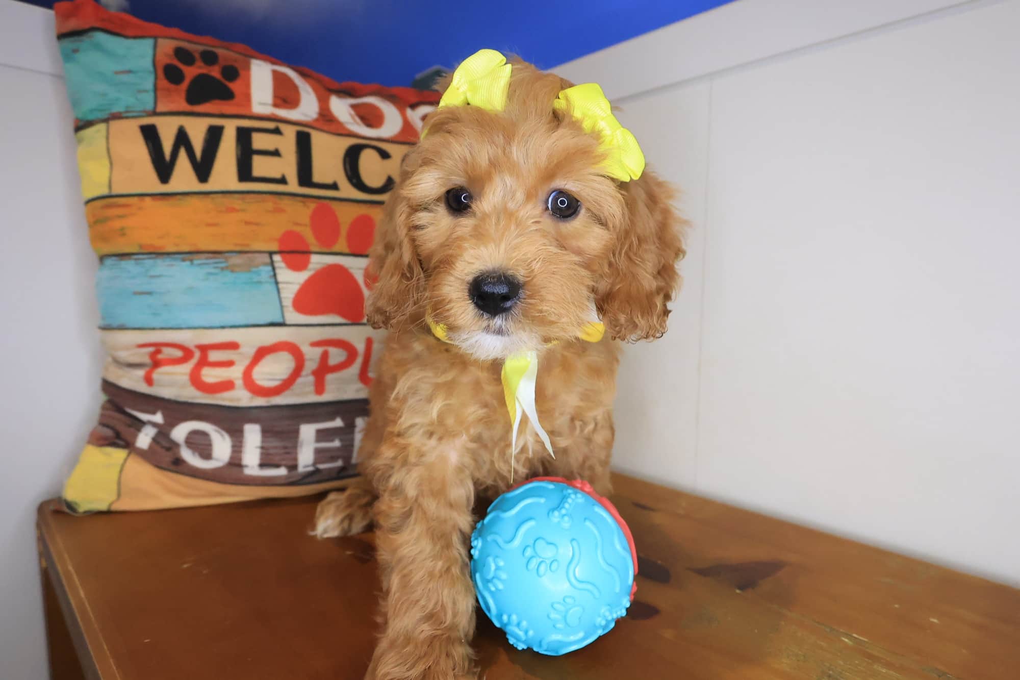 Betty, Cockapoo puppy