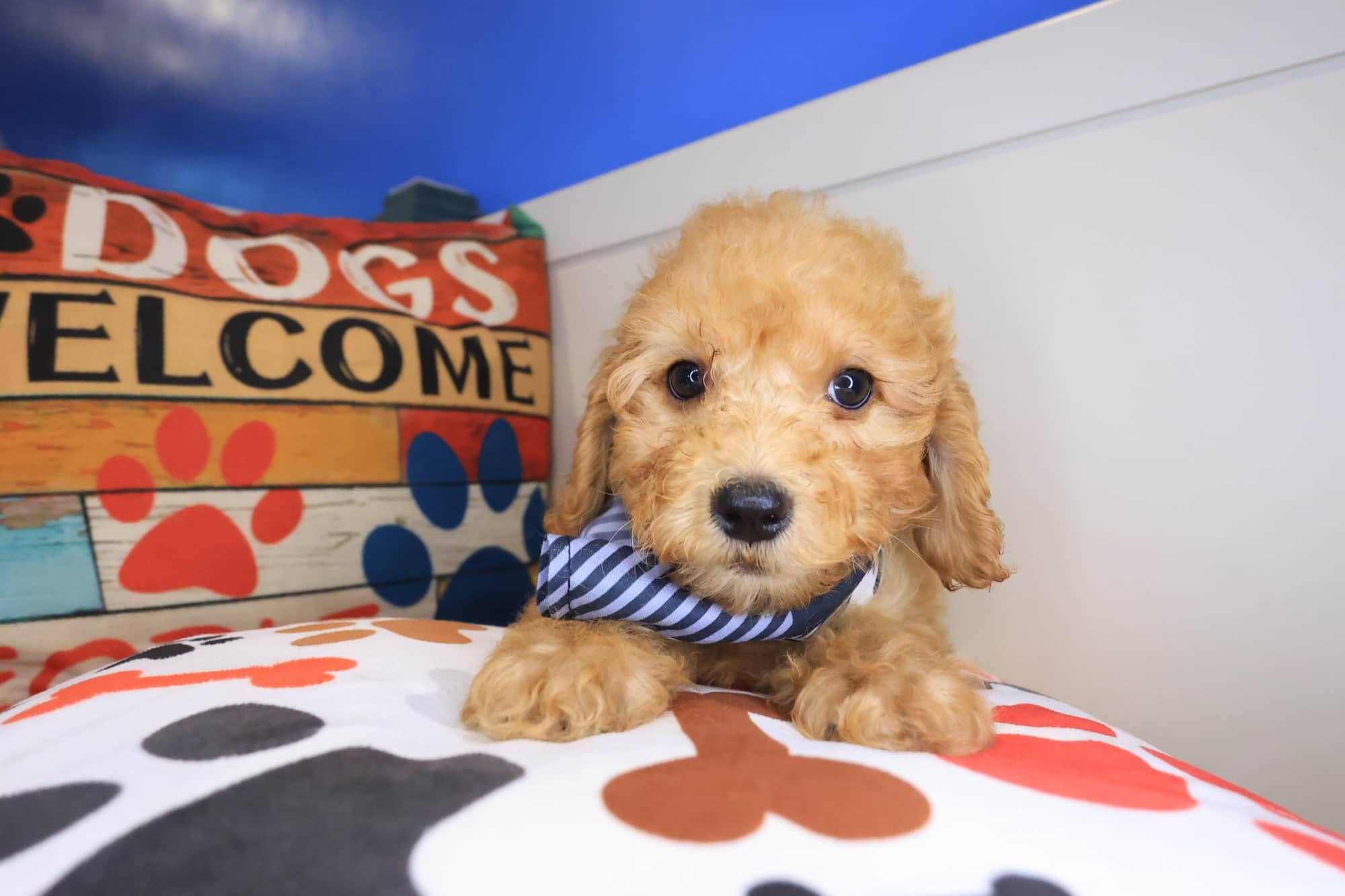Bay, Cockapoo puppy