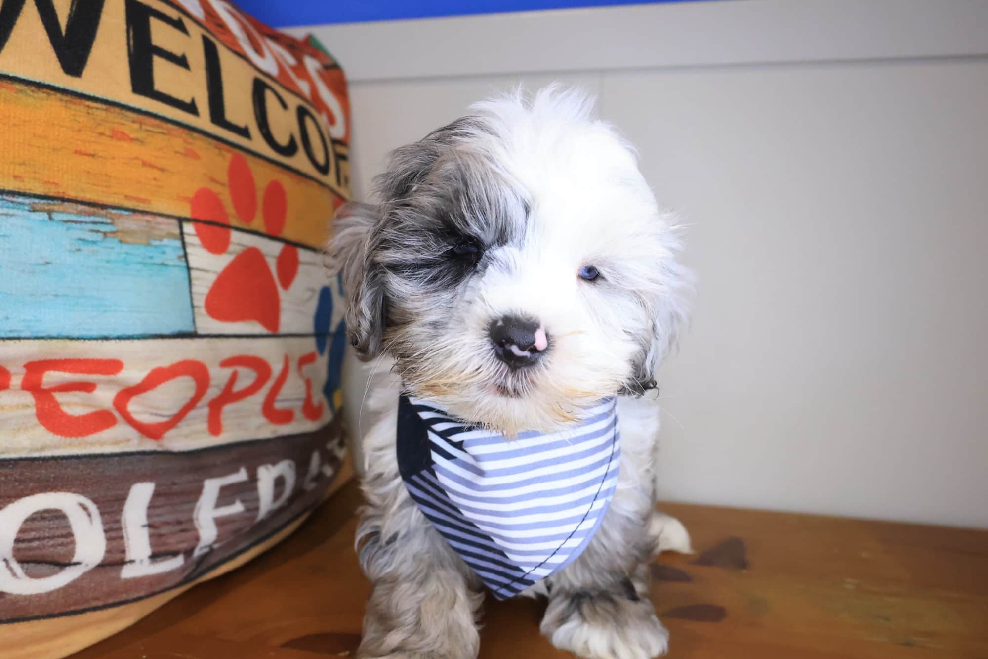Hugo, Cockapoo puppy