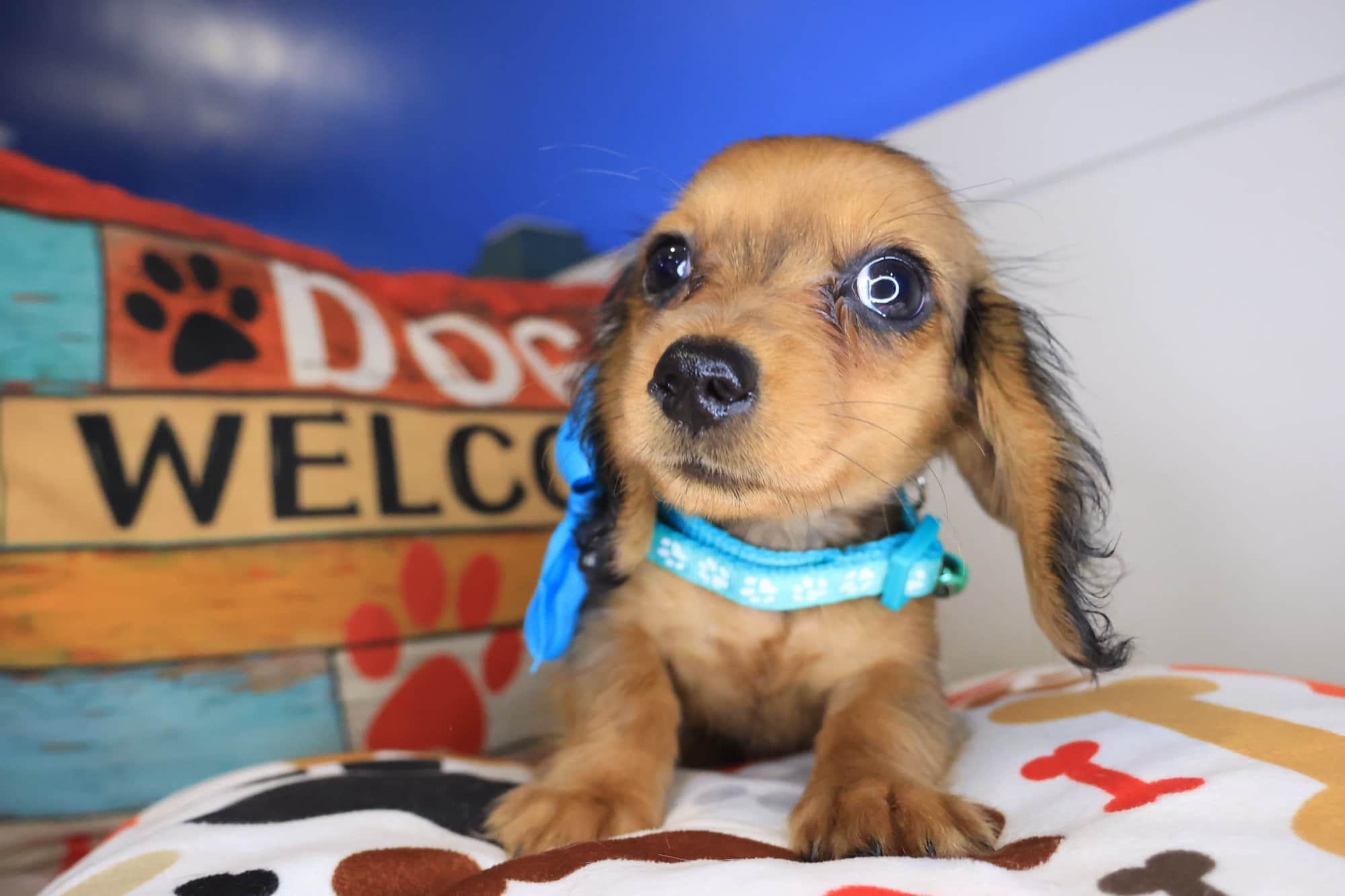 Nibbles, Dachshund puppy