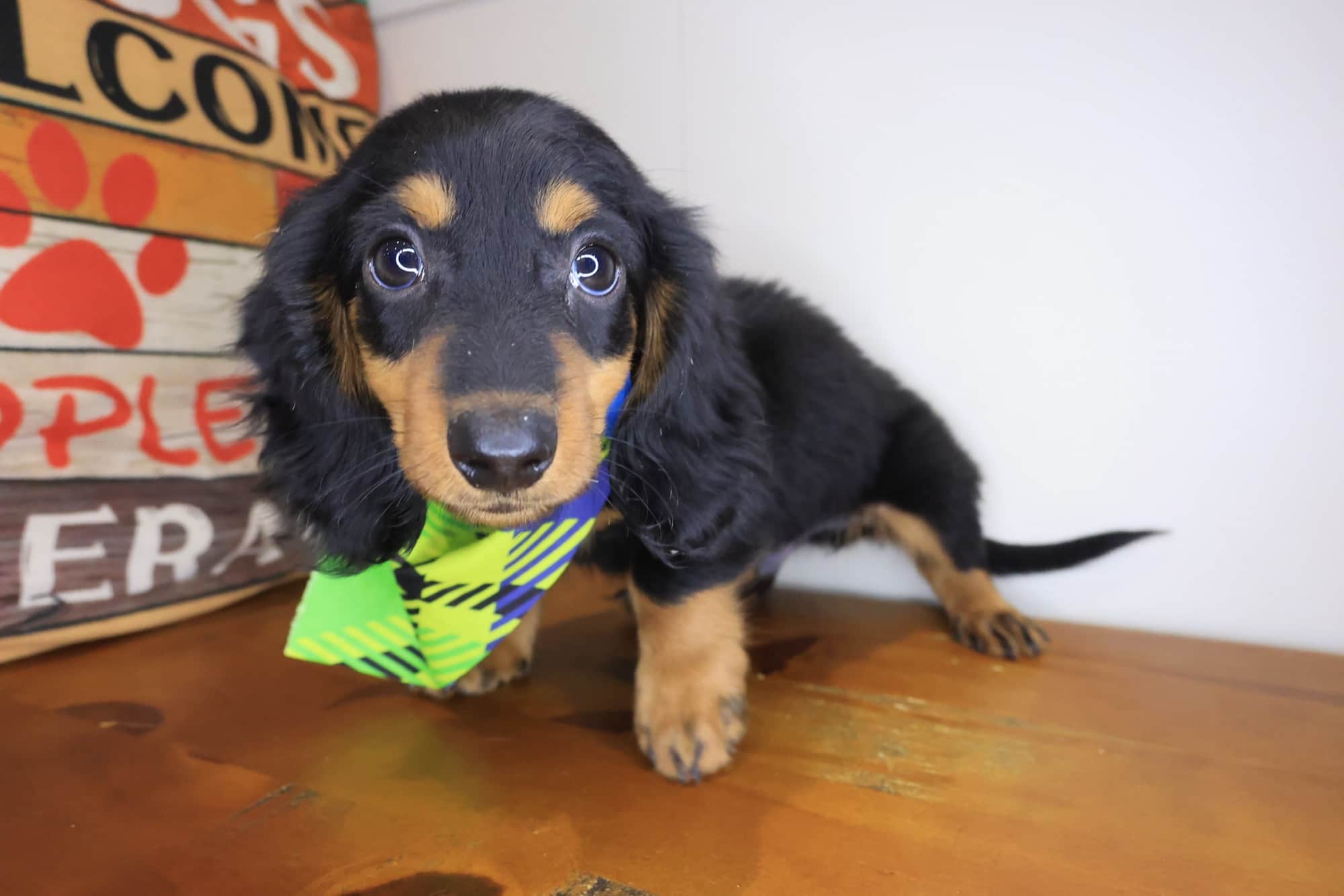 Boulder, Dachshund puppy