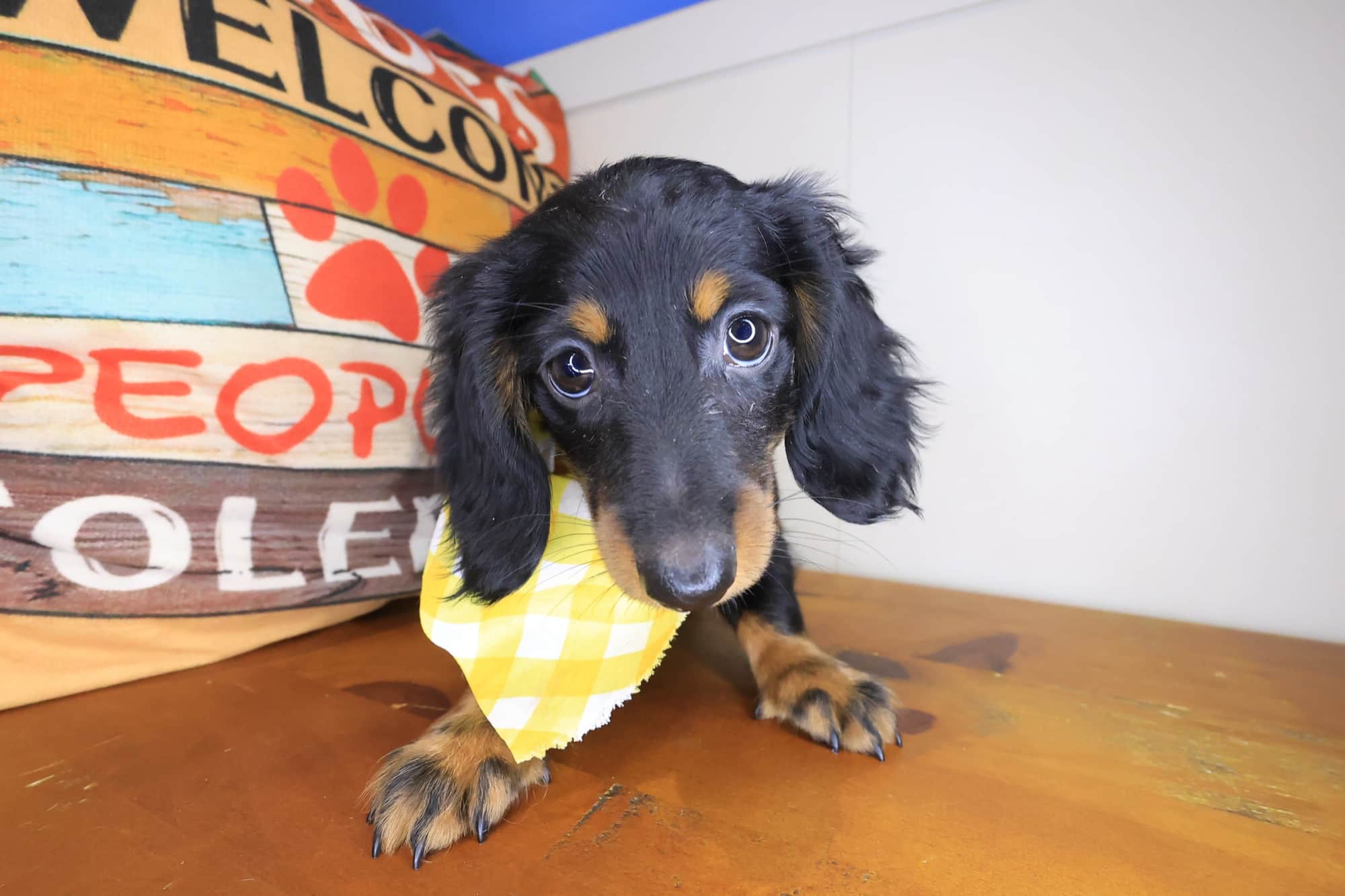 Fig, Dachshund puppy