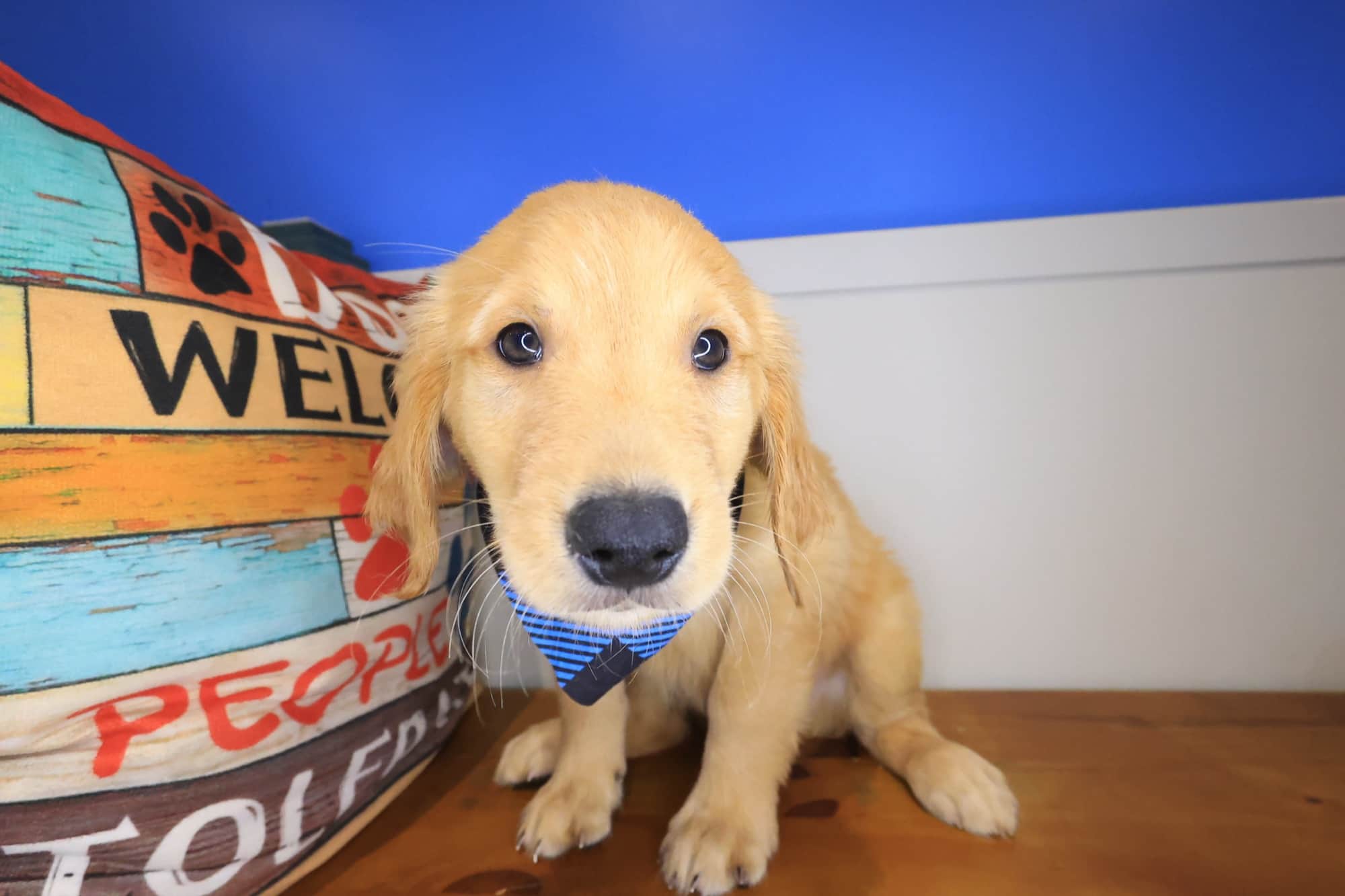 Phoenix, Golden Retriever puppy