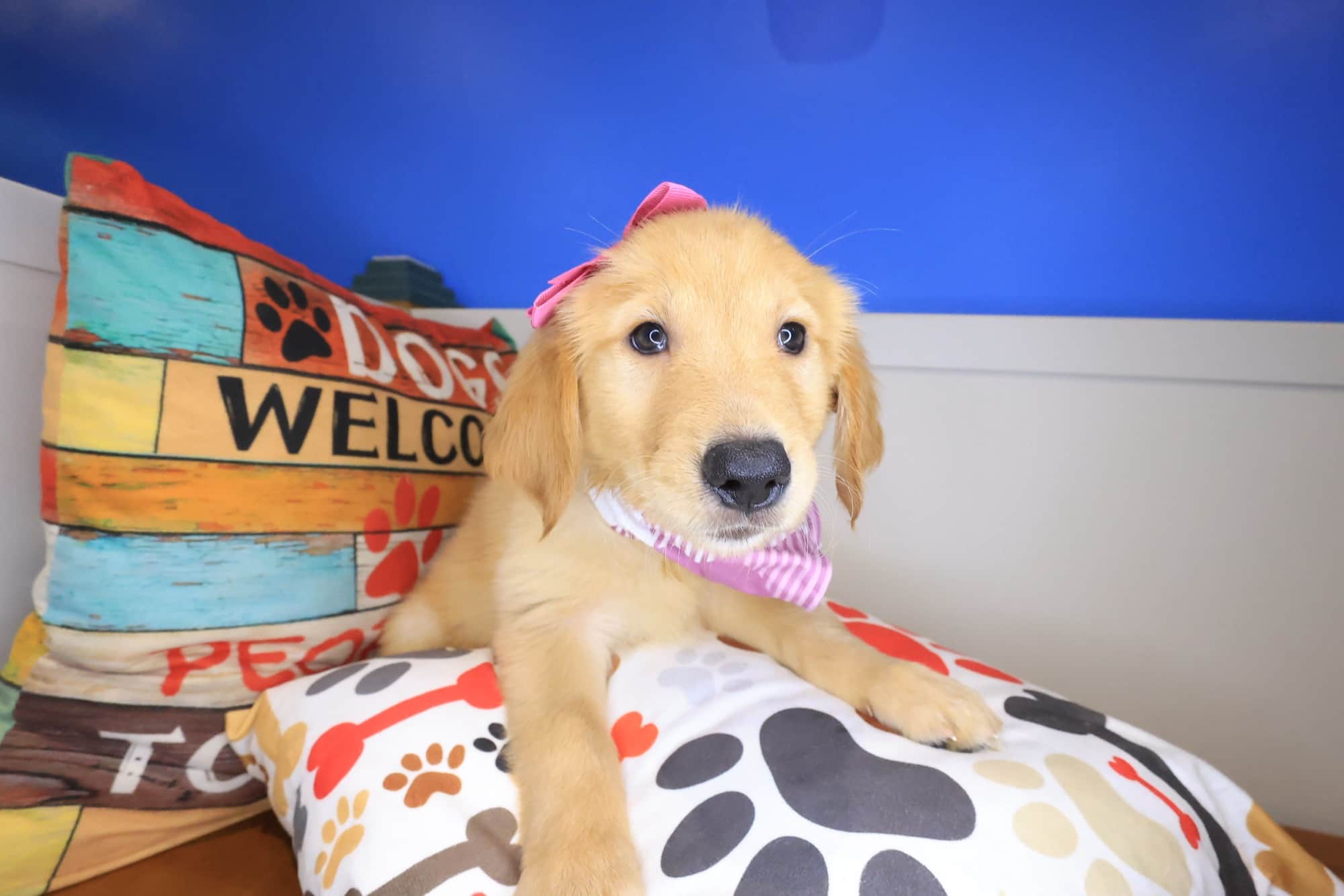 Eira, Golden Retriever puppy