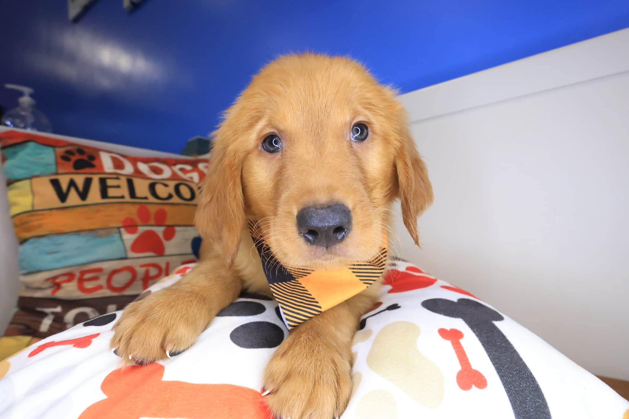 Axel, Golden Retriever puppy