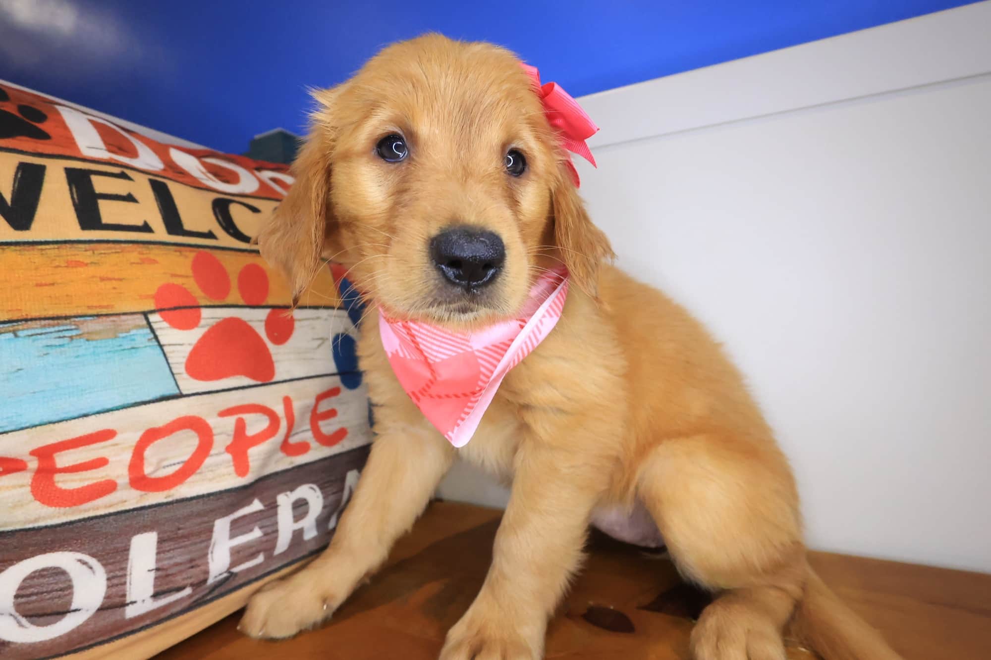 Gooseberry, Golden Retriever puppy