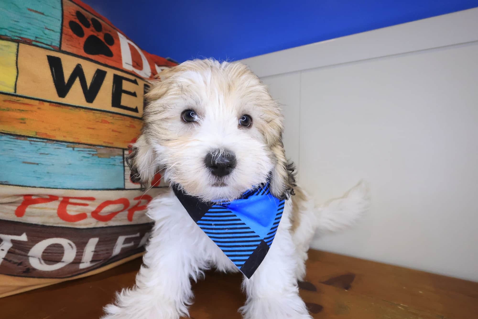 Galaxy, Havanese puppy