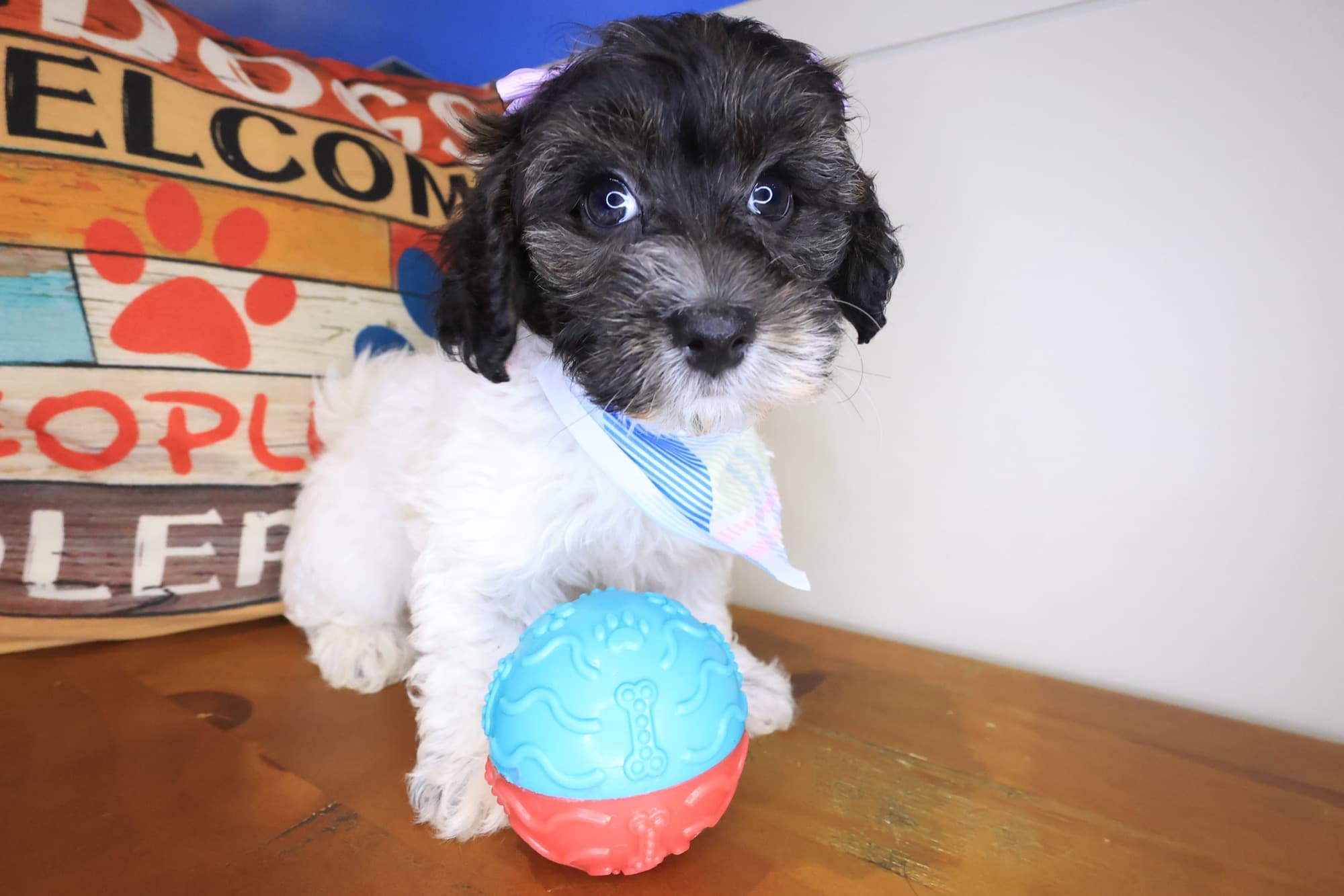 Lux, Havapoo puppy