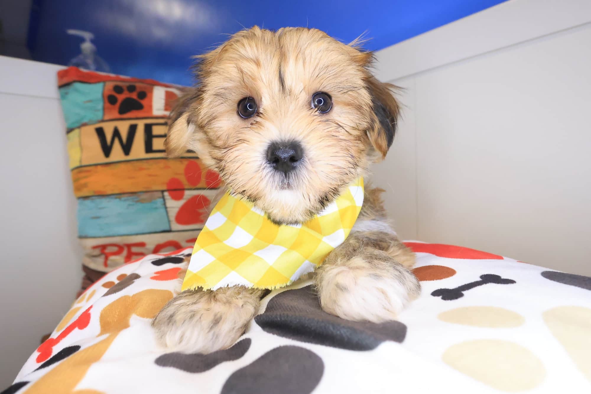 Henry, Morkie puppy