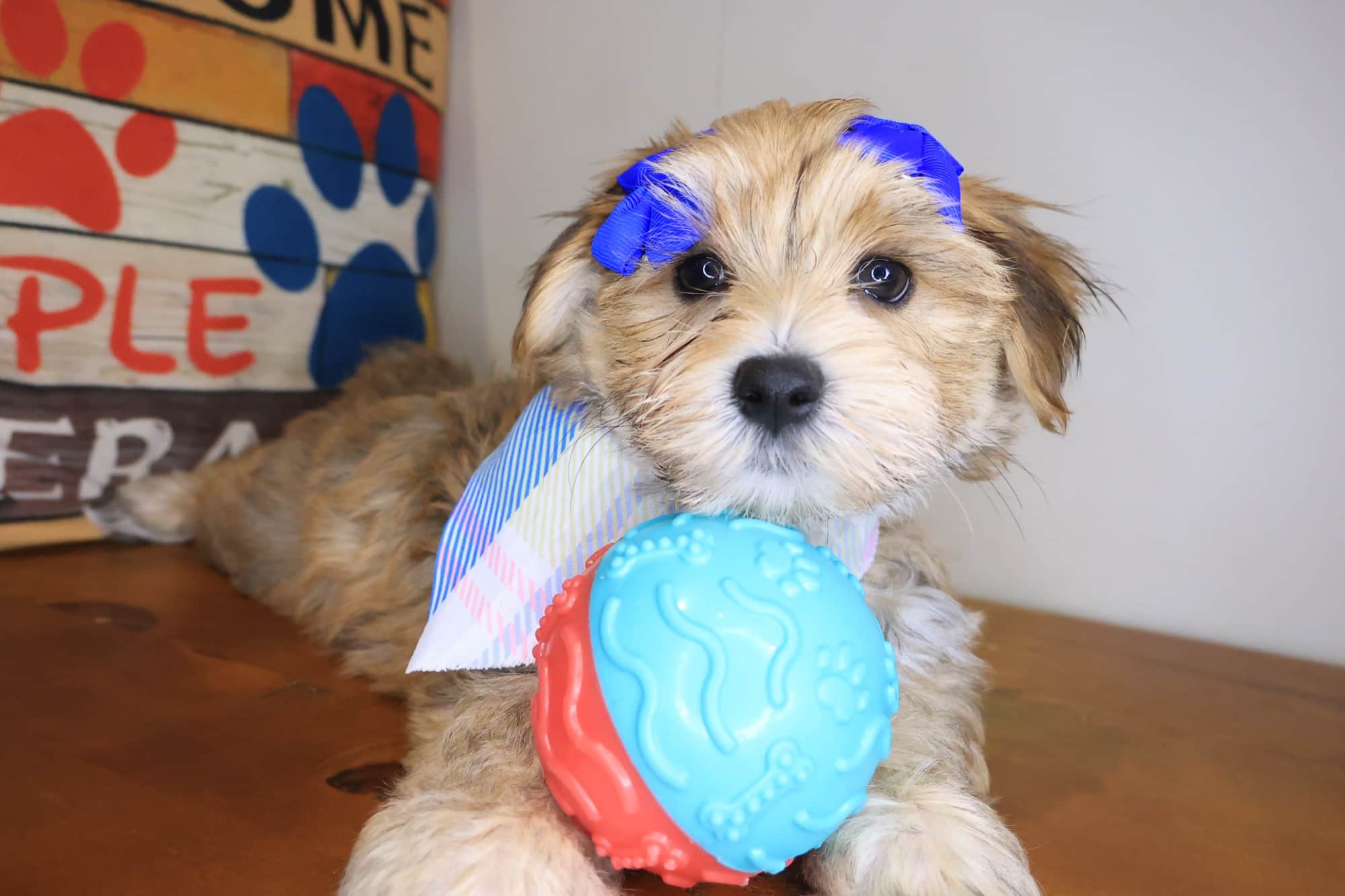 Adele, Morkie puppy