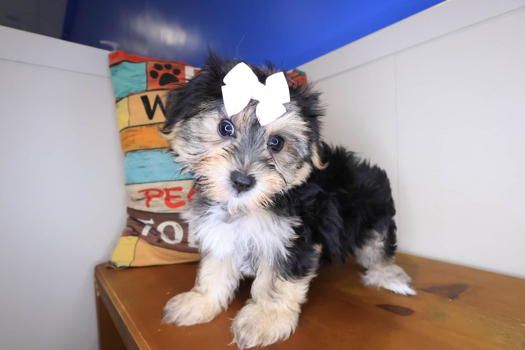 Opie, Morkie puppy