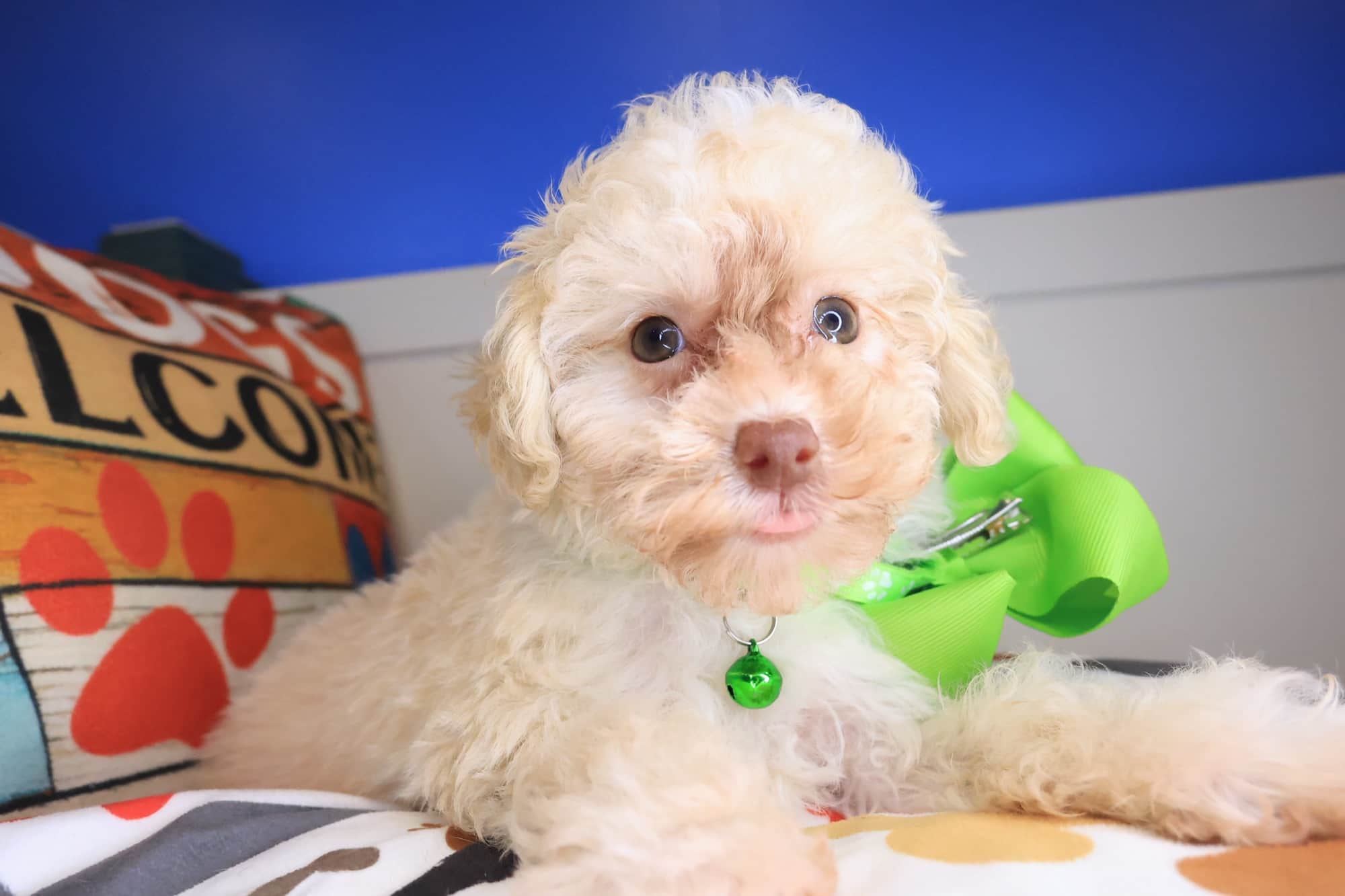 Fern, Poodle puppy