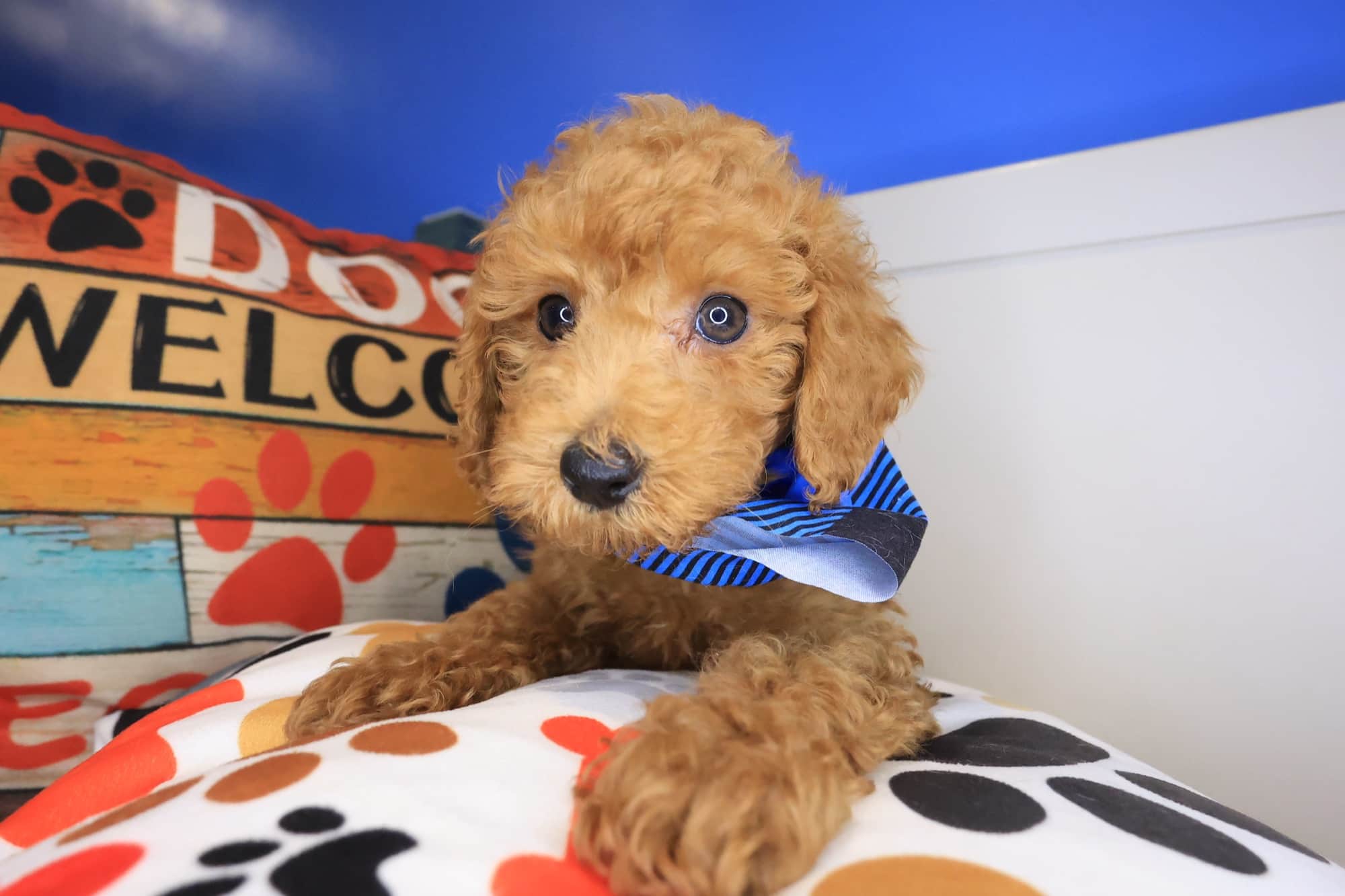 Ollie, Poodle puppy