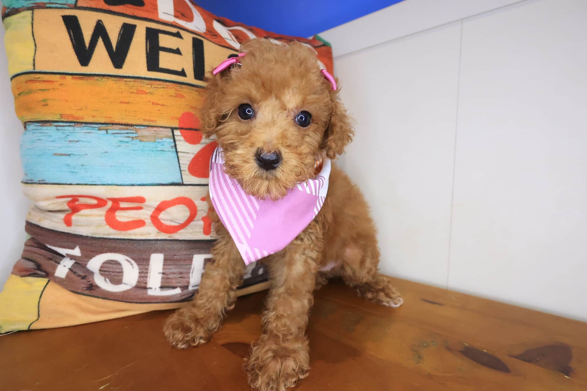 Pixy, Poodle puppy
