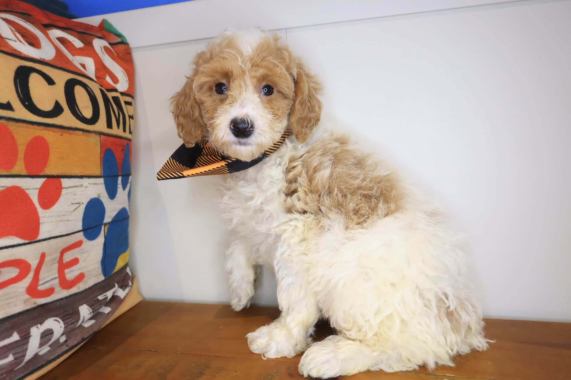 Ripper, Poodle puppy