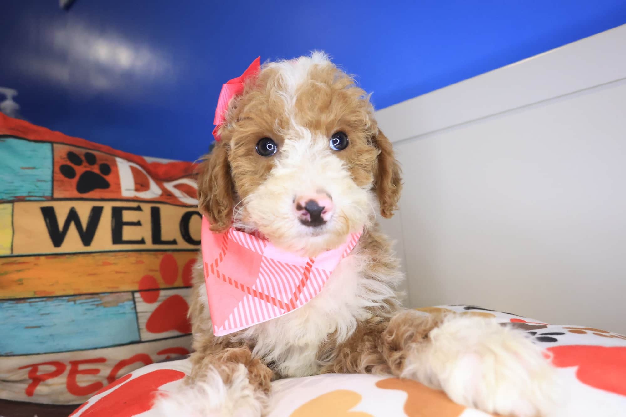 Cinderella, Poodle puppy